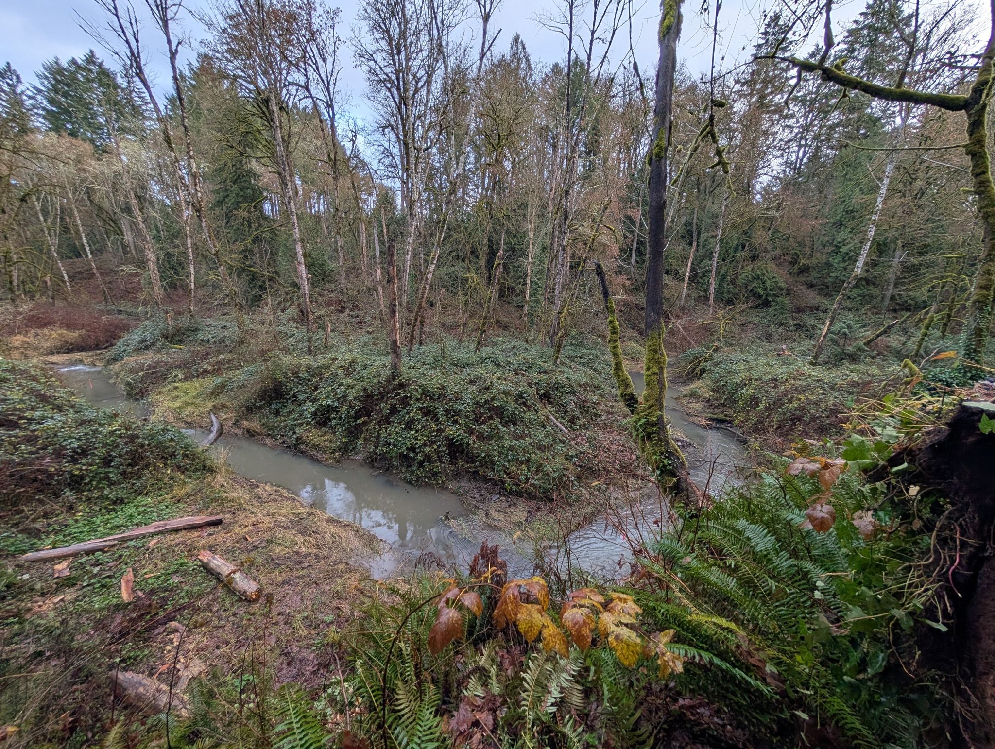 A winding stream flows through a dense, overcast forest with bare trees. - Tryon Creek Loop via Terwilliger Trail