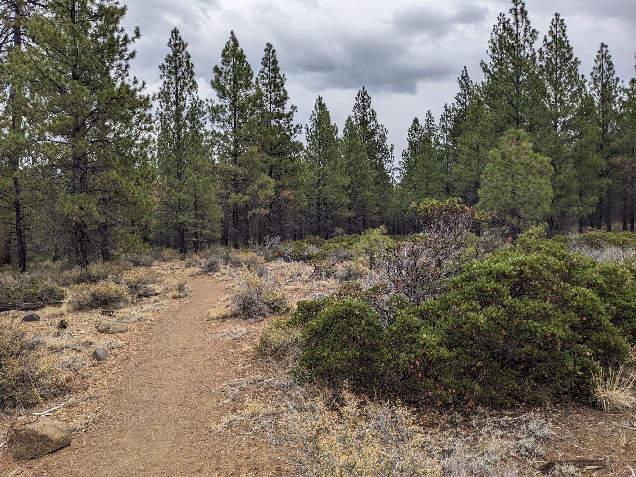 A dirt path winds through a pine forest under an overcast sky. - Whychus Creek Trail and Peterson Ridge Tie Trail Loop
