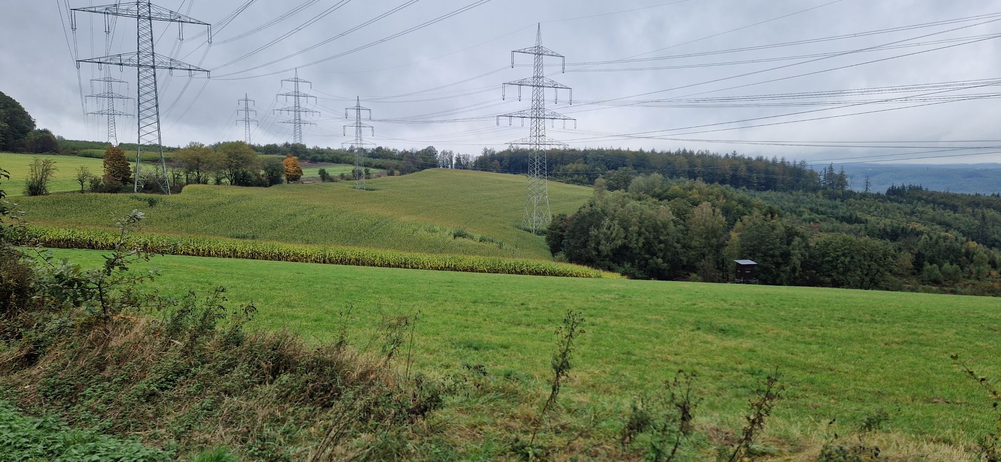 der Mais steht noch.
