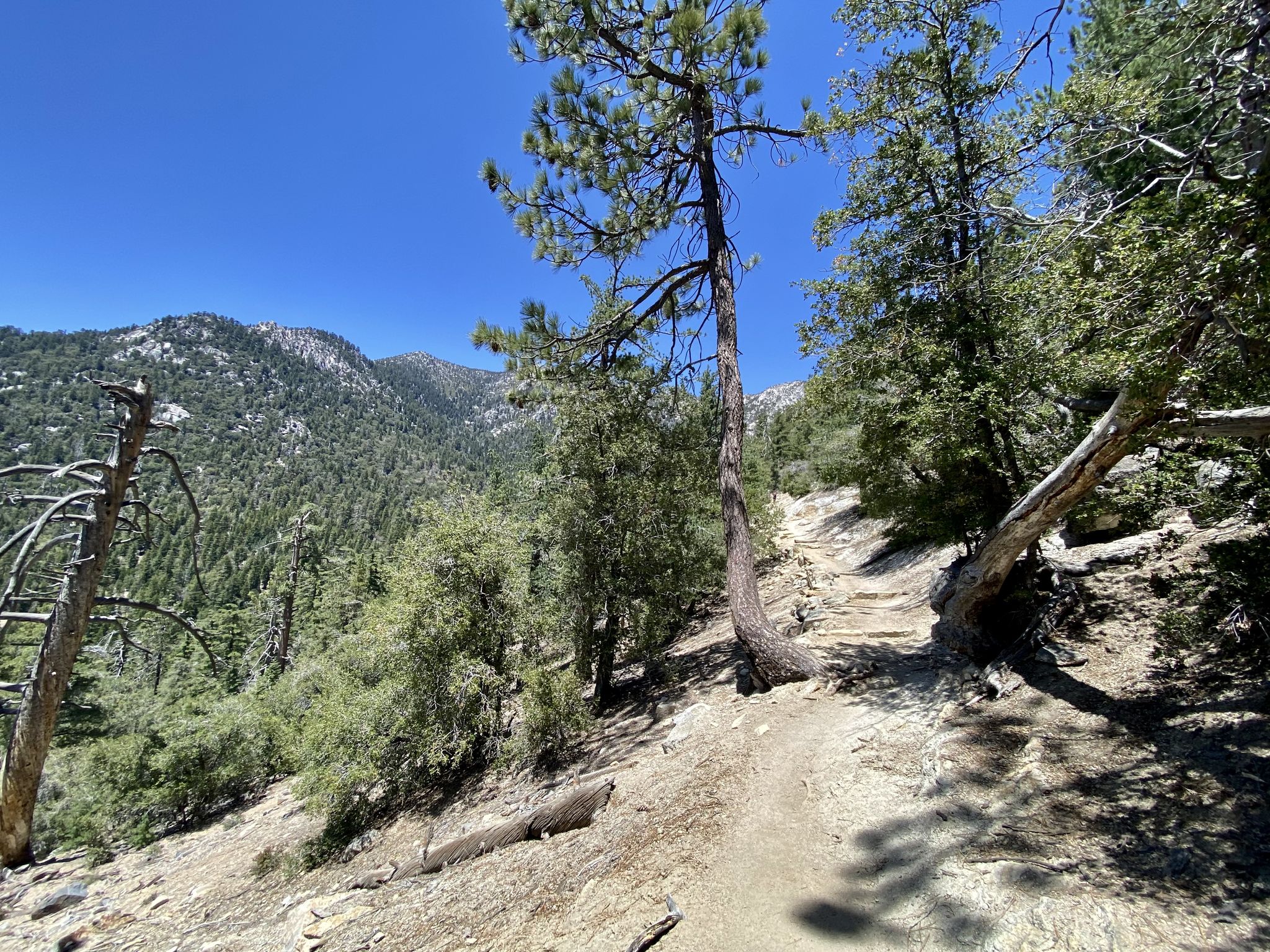 A dirt trail winds through a sunny pine forest with distant mountains. - Devils Slide Trail