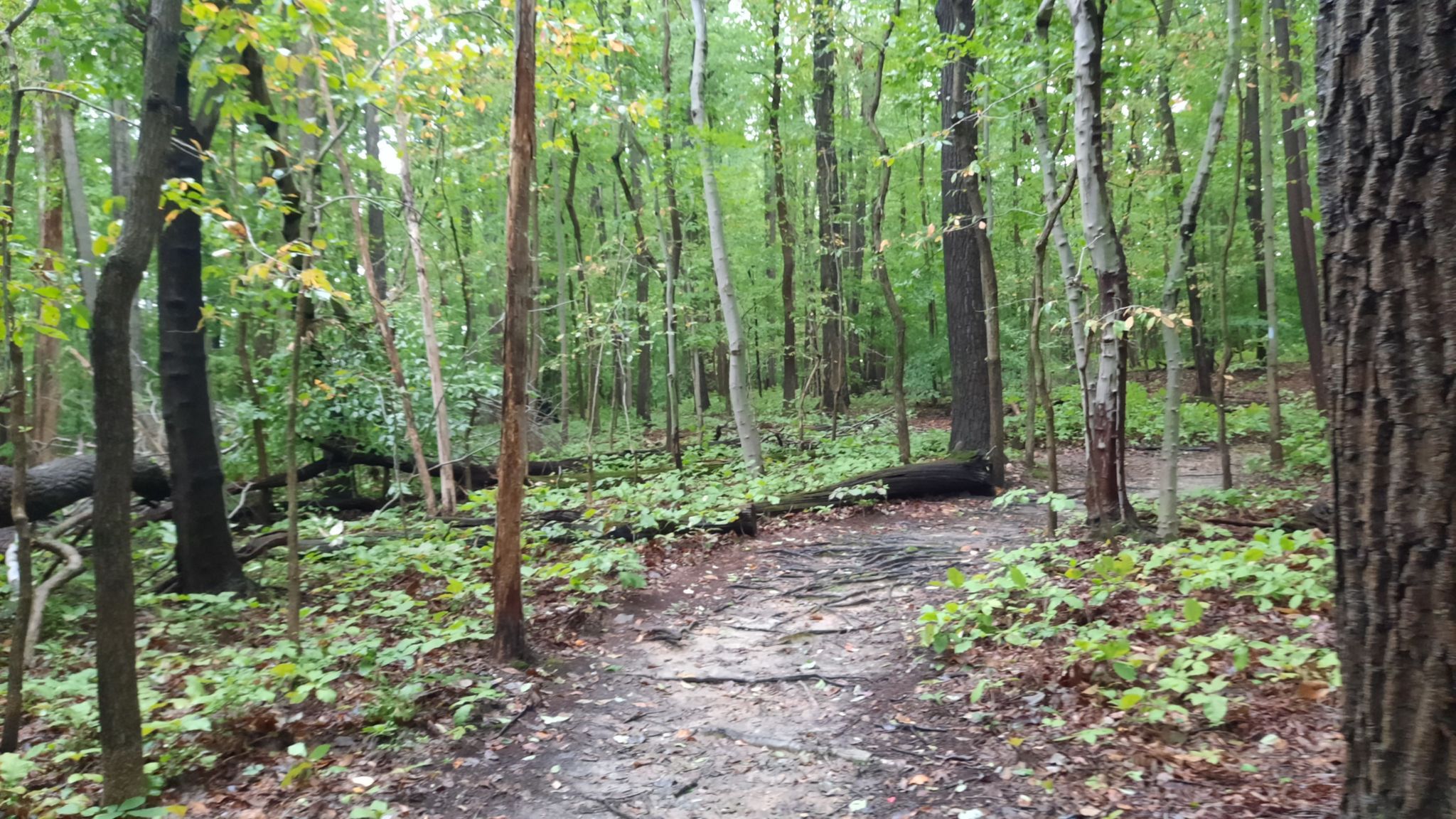 A winding dirt path leads through a forest with fallen trees and green undergrowth. - Abandoned car ruins – Fairland Skills Park loop from Paint Branch High School