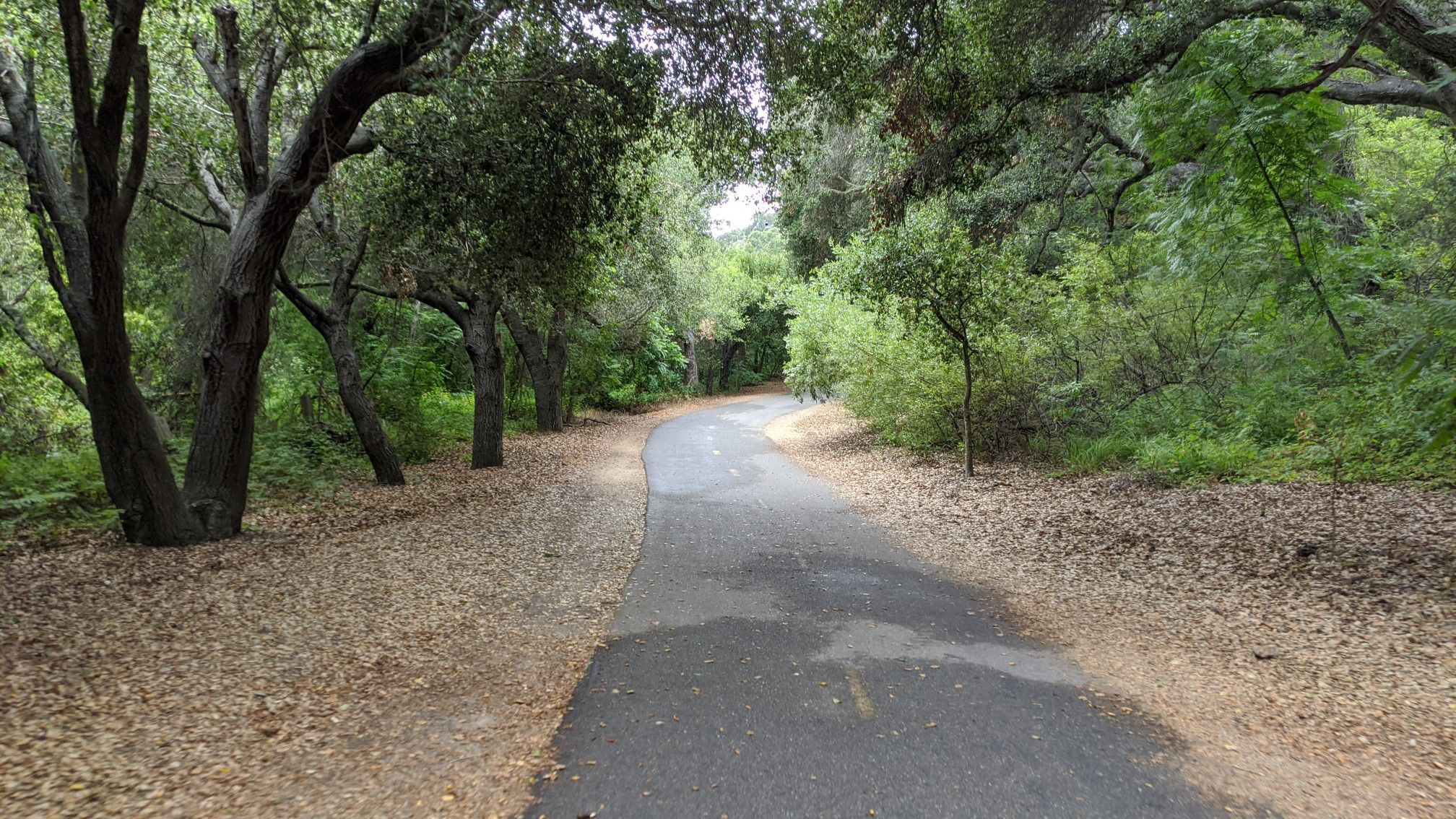 Paved path winding through a forest with fallen leaves. - Bob Jones Bike Trail – Top of Perfumo Canyon loop from Bob Jones City to Sea Bike Trail Park and Ride