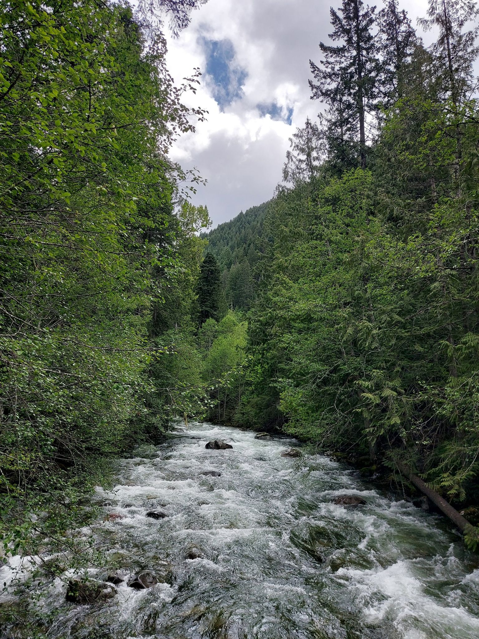 A rushing river flows through a dense, green forest under cloudy skies. - Devils Dome Loop