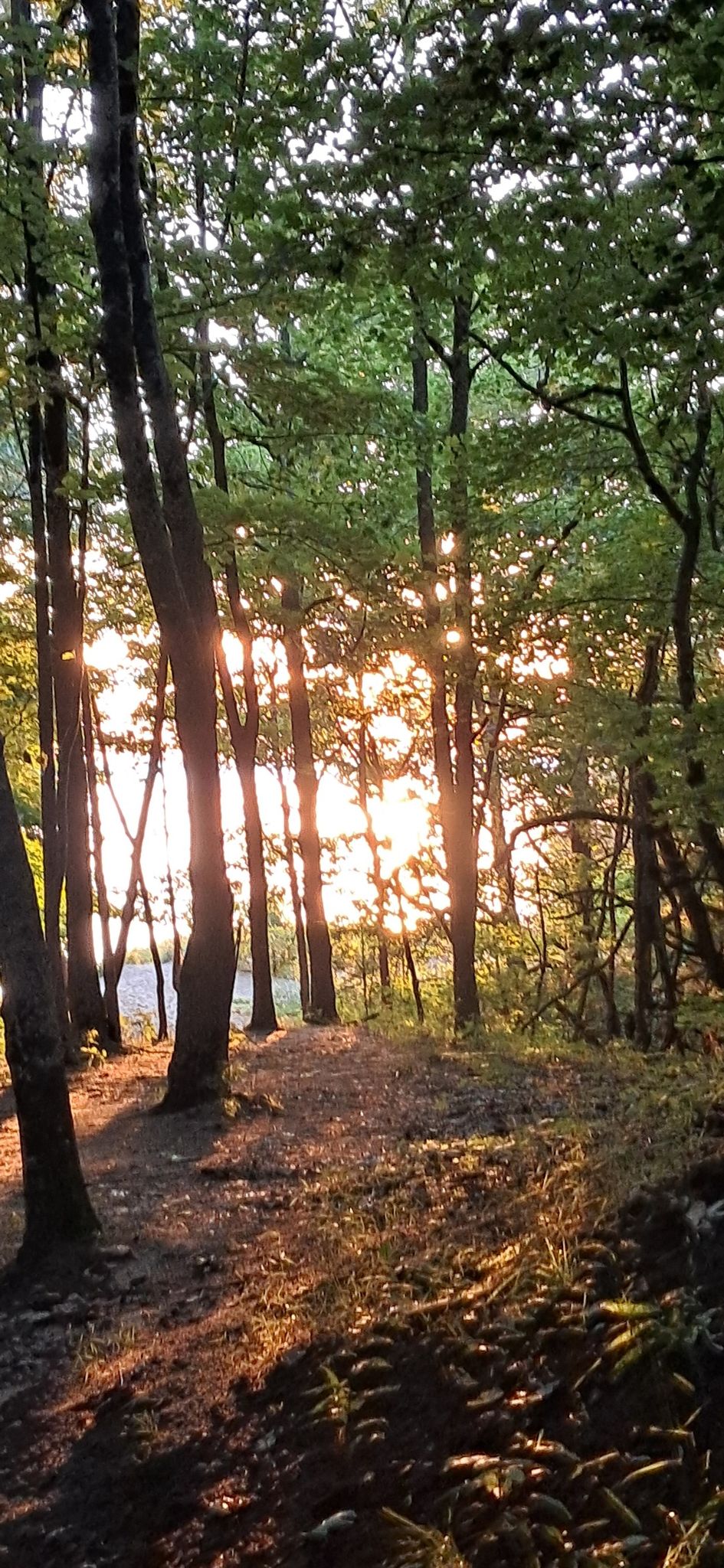 Golden sunlight streams through a dense forest, illuminating the undergrowth. - Saugatuck Dunes North Outer Loop