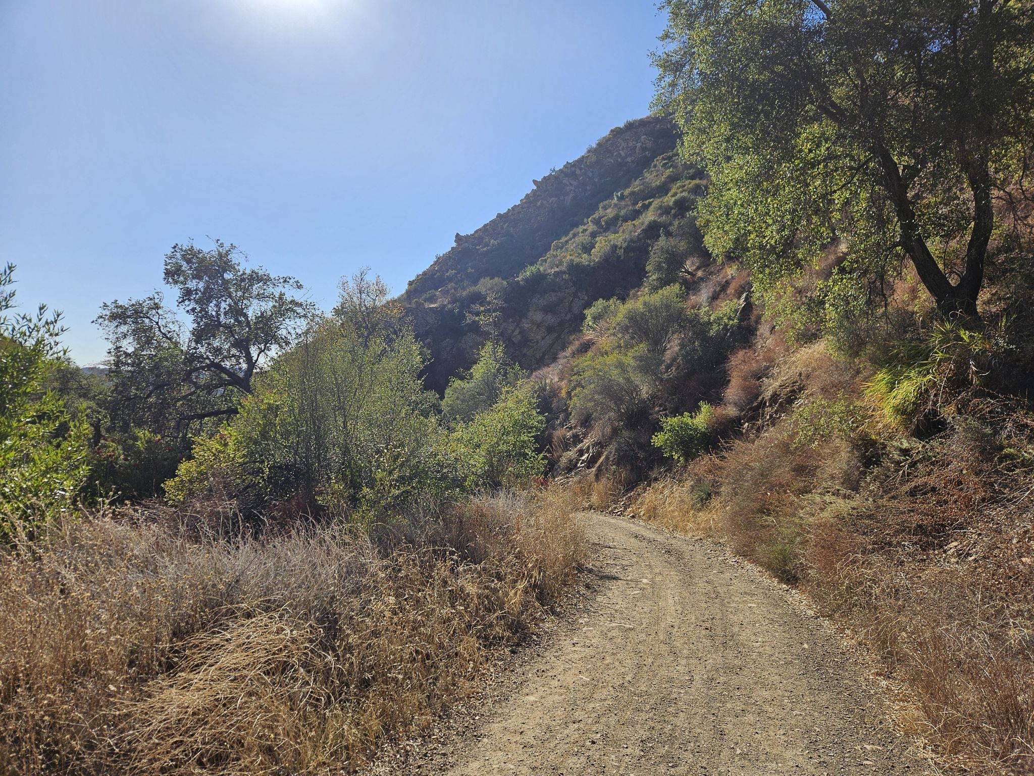 A dirt path winds up a sunny, brush-covered hillside with green trees. - Sisar Canyon Trail