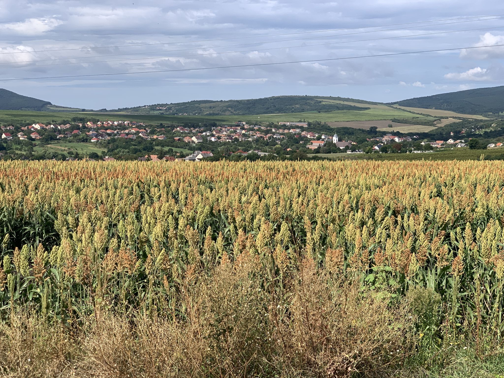 Hirsefeld