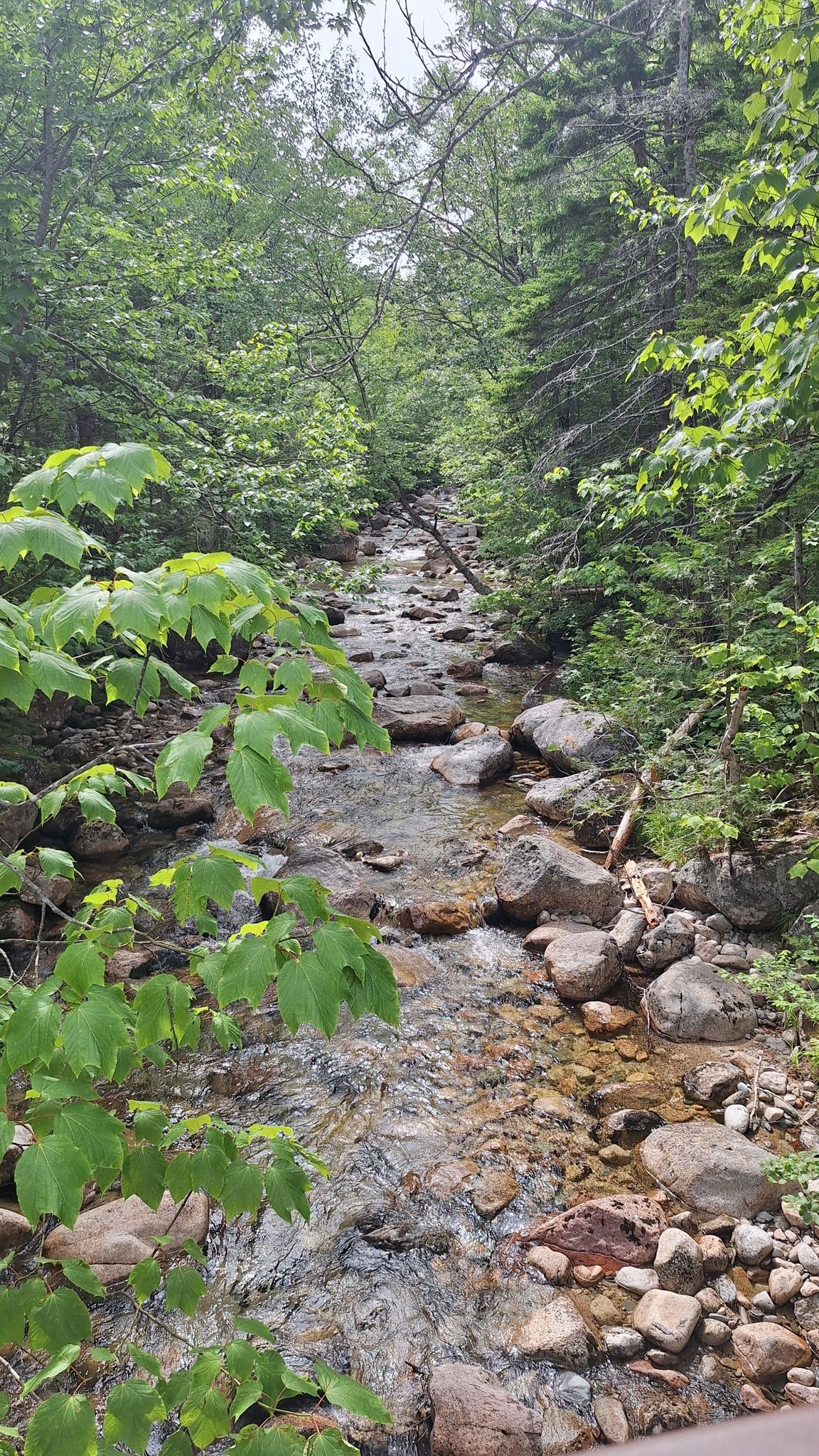 Rocky stream flowing through a dense, green forest under diffused light. - Russell Pond and Wassataquoik Stream Loop