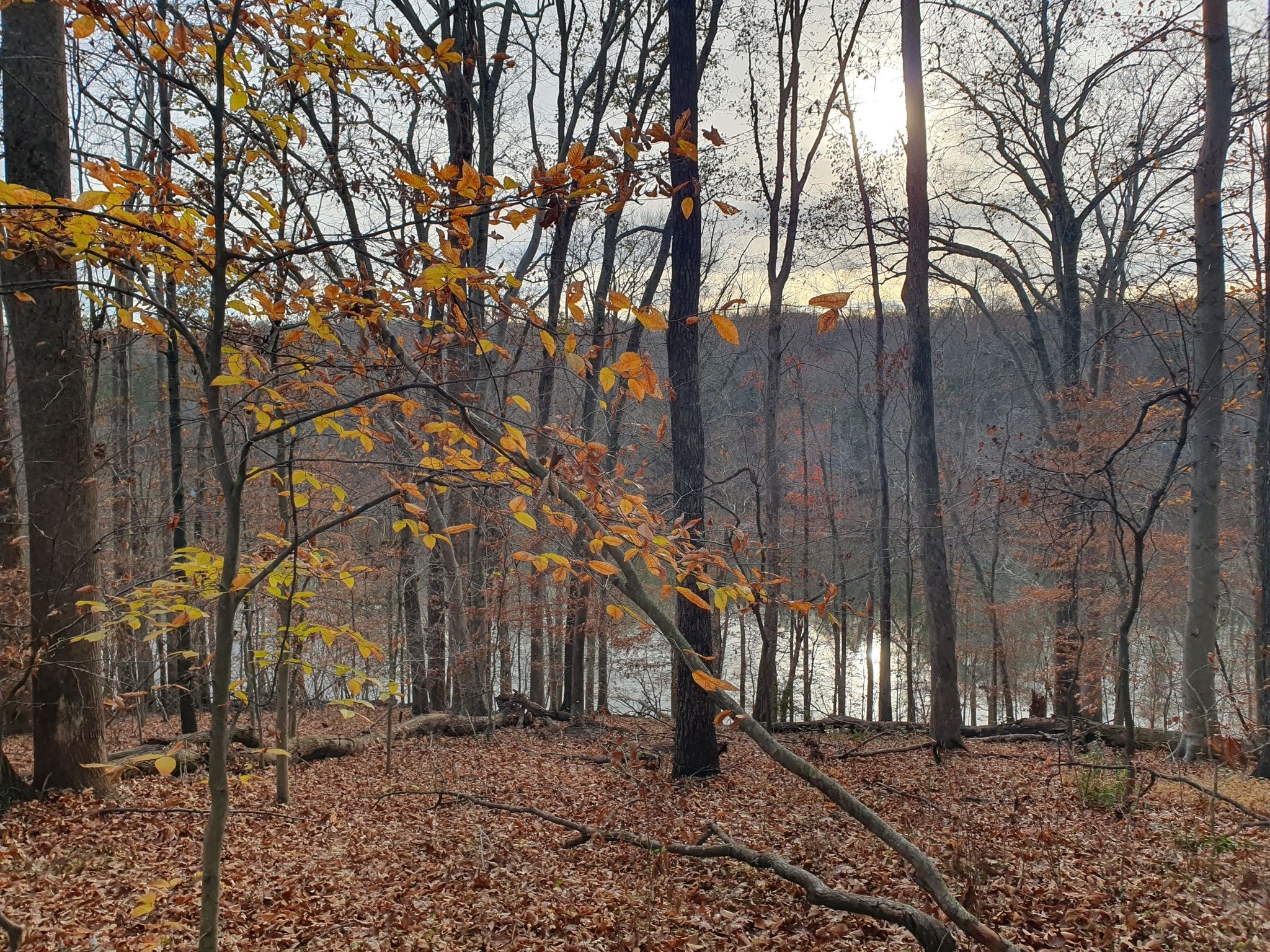 A forest with autumn leaves and bare trees, overlooking a body of water. - Bull Run-Occoquan Trail via Old Yates Ford Road