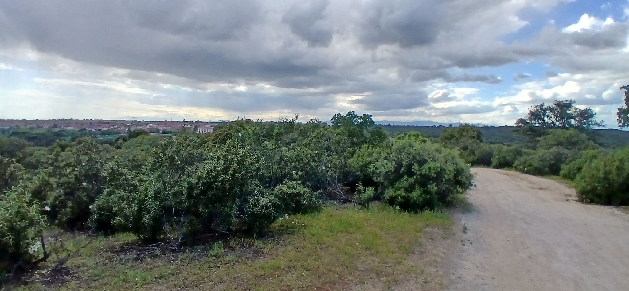 Monte de Boadilla