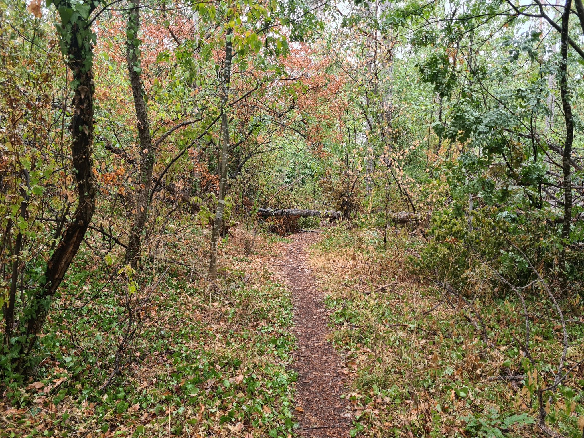 Weg