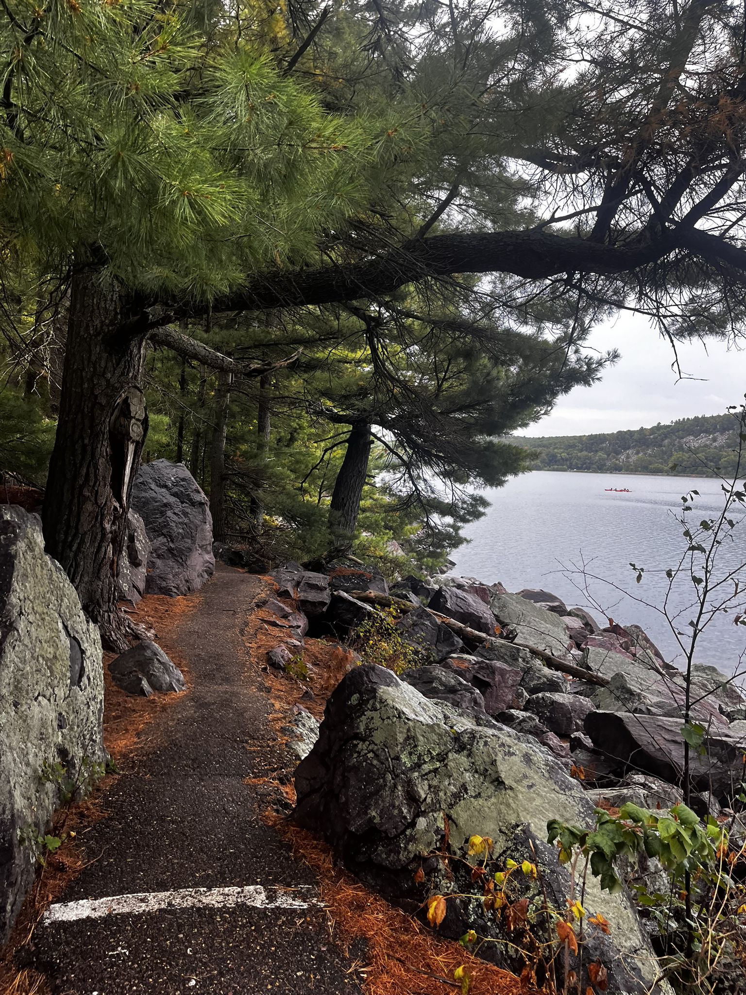 Shaded forest path winding along a rocky lake shore under pine trees. - Tumbled Rocks Trail
