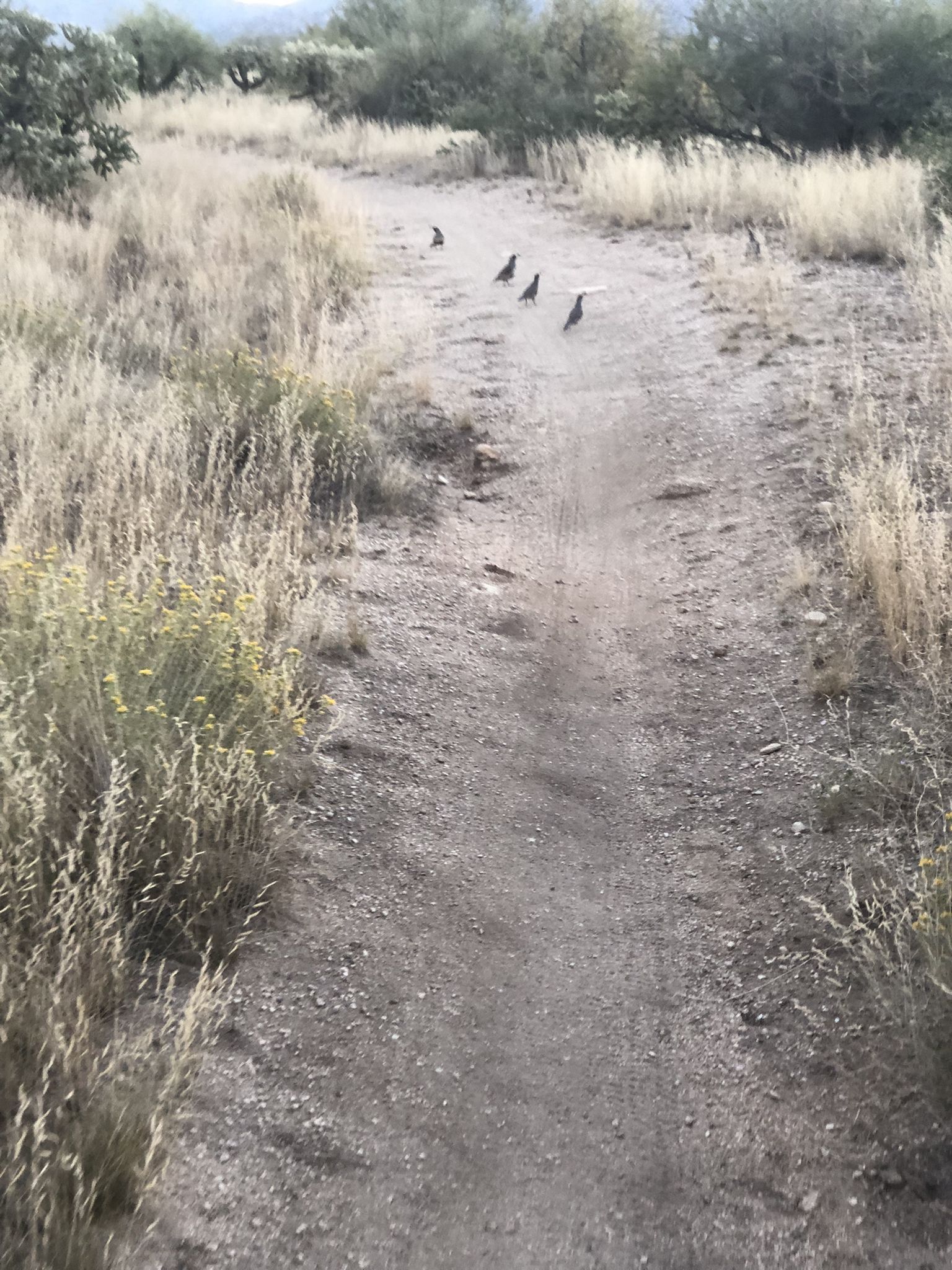 Several birds on a dry dirt path through sparse desert vegetation under soft light. - 50 Year Trail