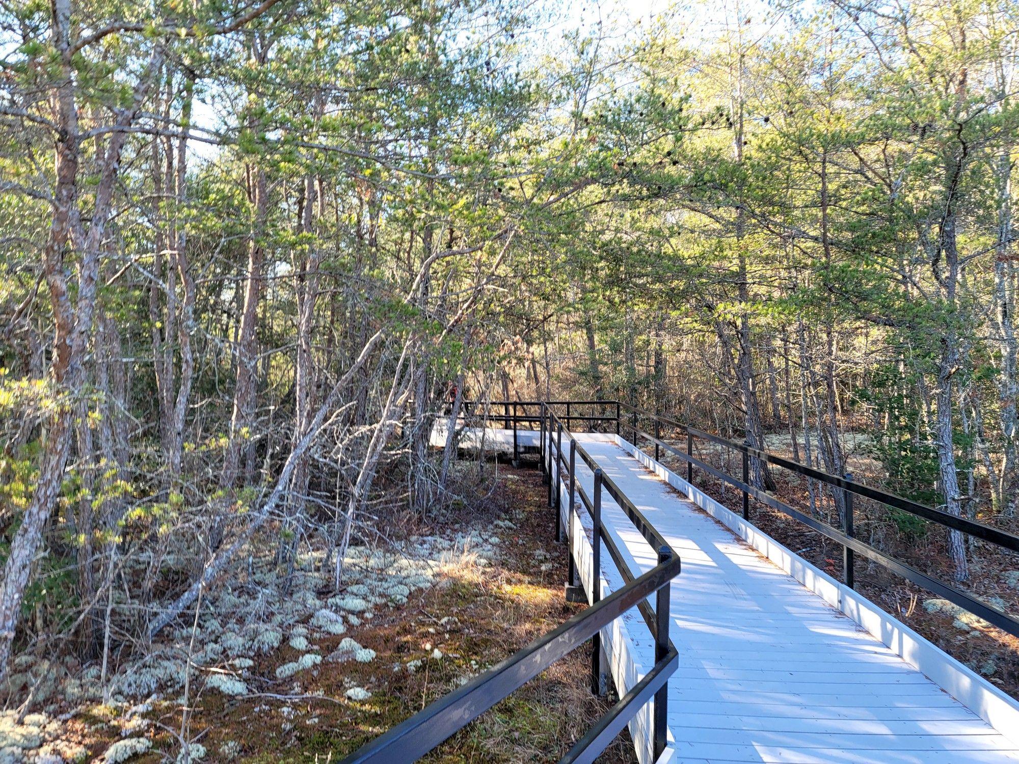 Long wooden boardwalk with railings winding through a sunlit pine forest. - Bridge Trail to Lilly Bluff