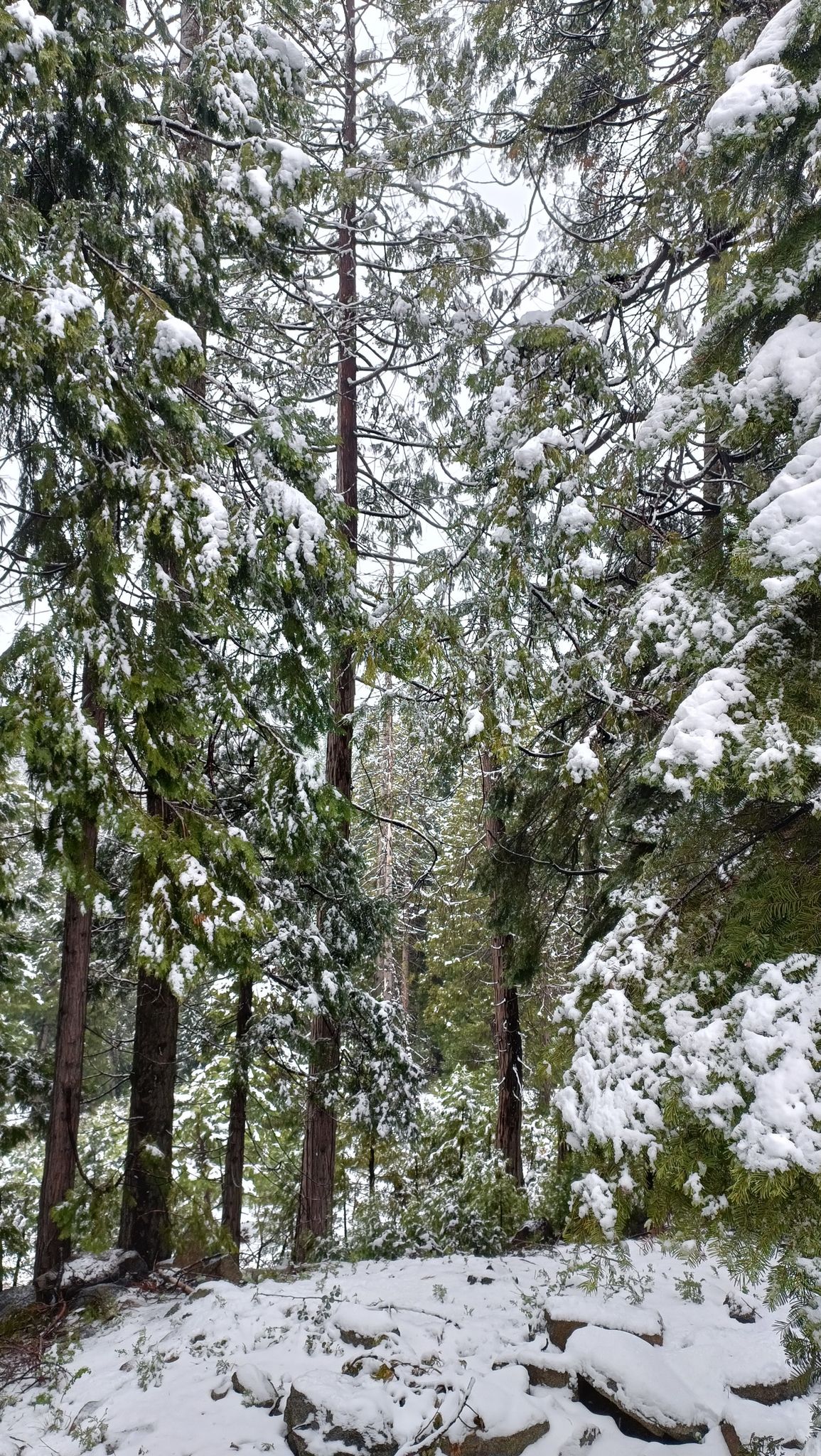 Tenaya Loop Trail