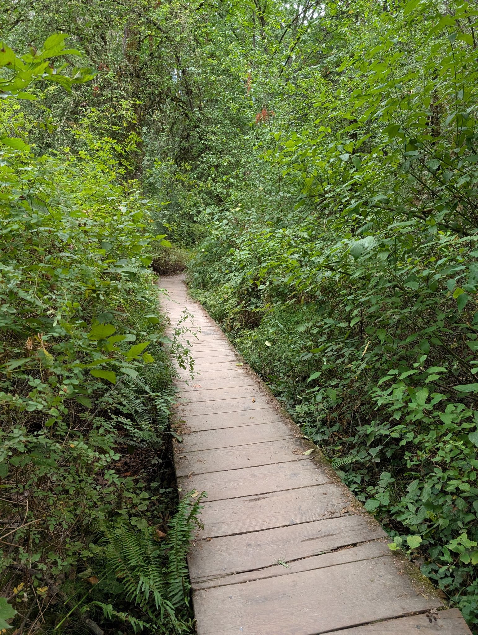 A wooden boardwalk path extends through lush green forest under soft light. - Woodpecker Trail