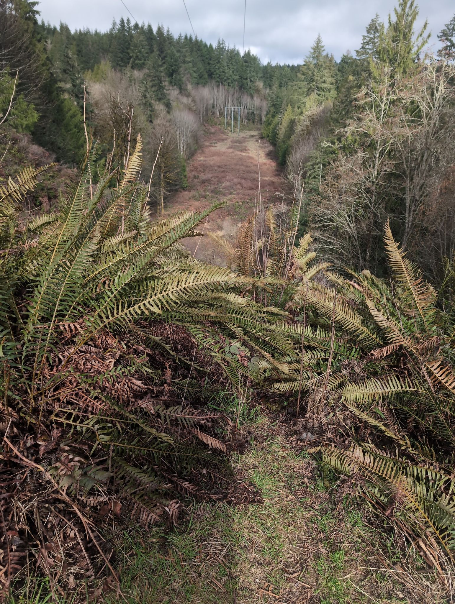 A wide, cleared path with ferns leads through a dense forest under an overcast sky. - Dickerson Falls