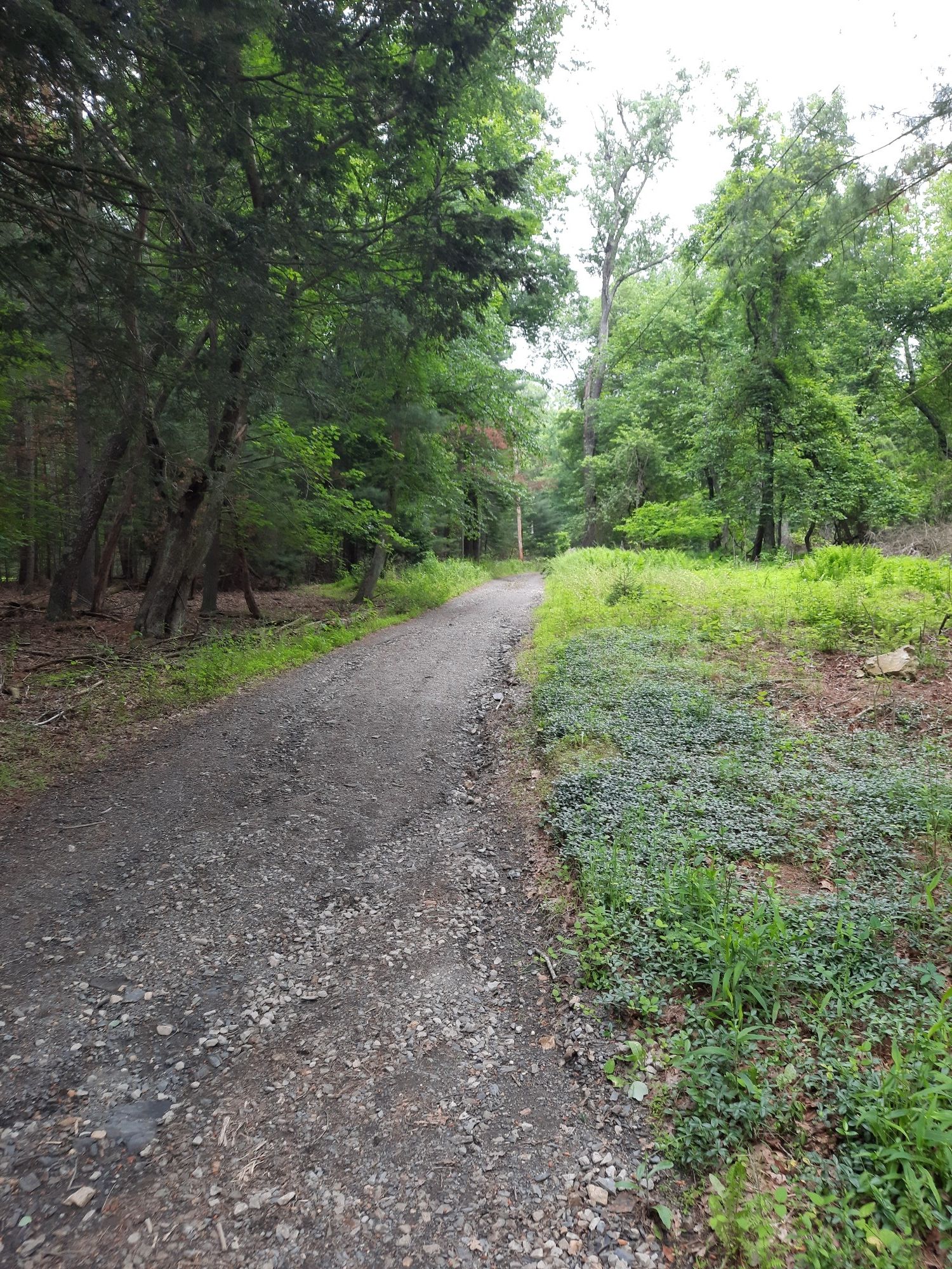 A wide gravel path stretches into a green forest with lush undergrowth. - Appalachian Trail Museum – Whispering Pine Nature Trail loop from Stoufferstown