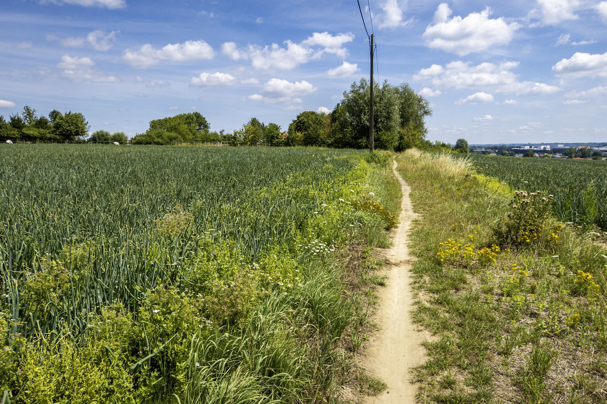 Langs Trage weg 64 naar Moregem