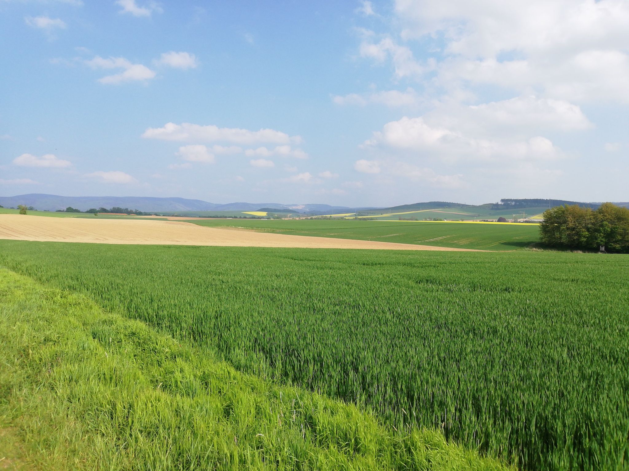 Harriehausen