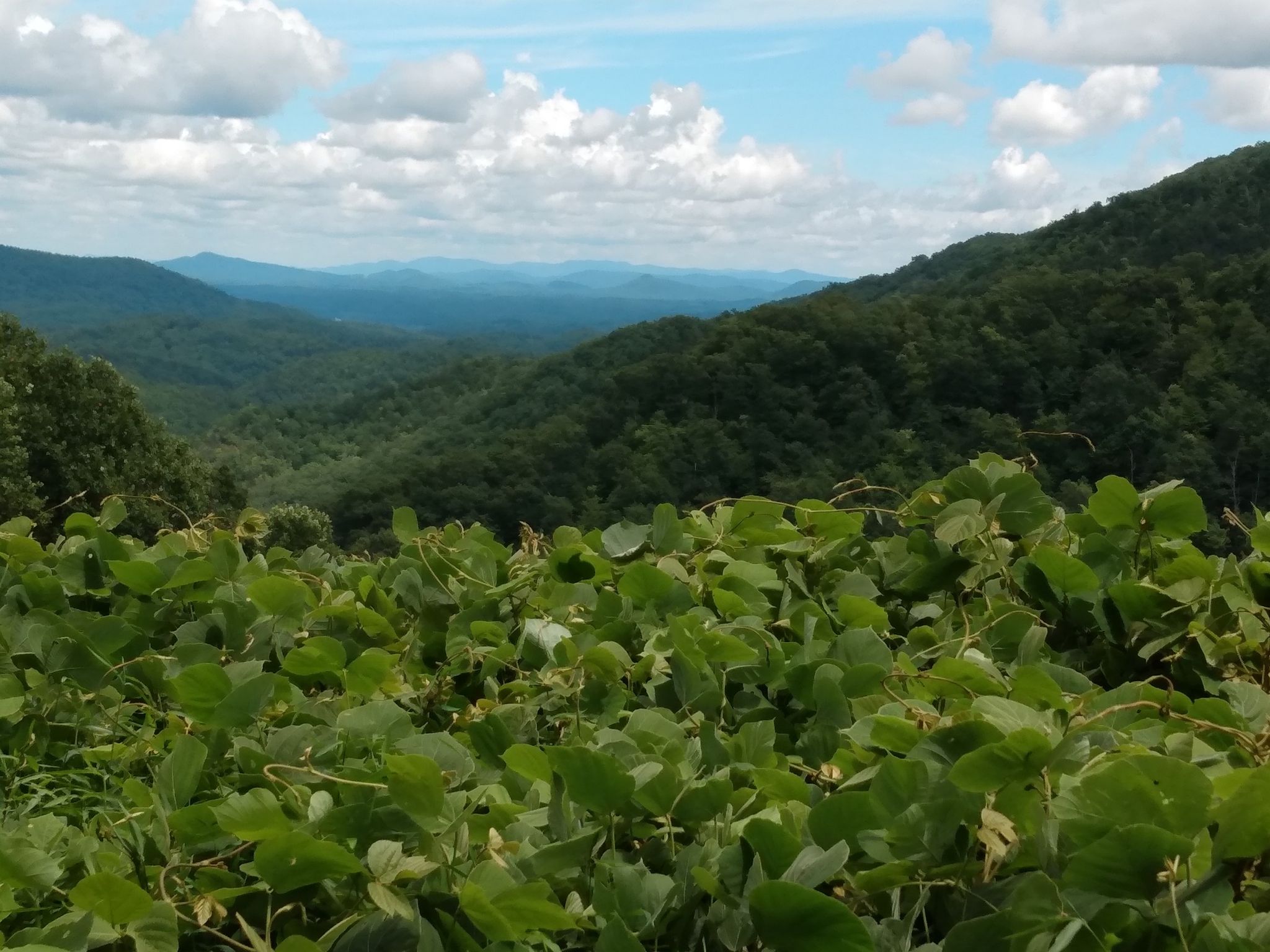 Green foliage in the foreground, with forested mountains under a cloudy sky. - Point Lookout – Point Lookout Trail loop from Montreat College