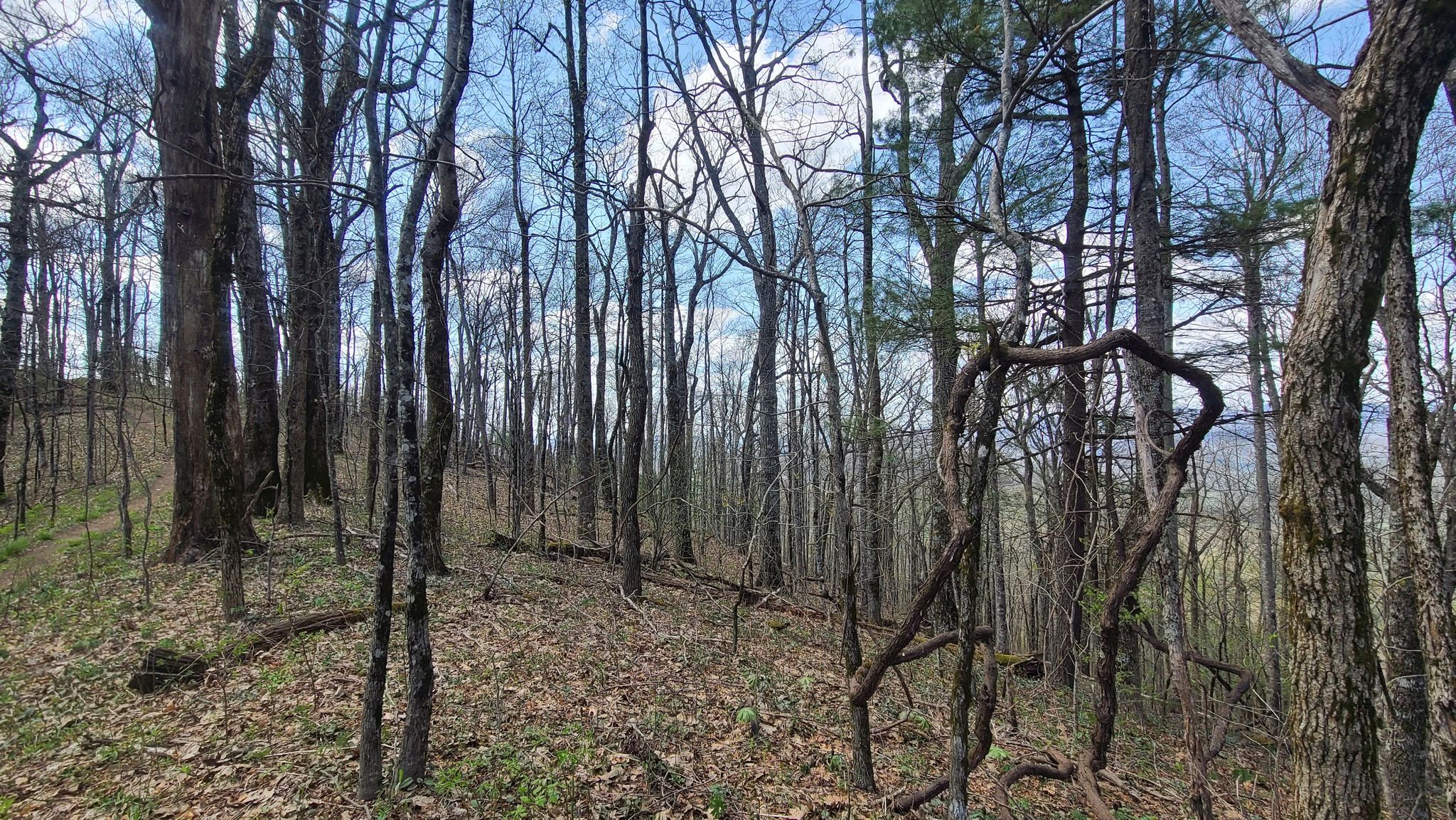 Bare trees on a forested hillside overlook distant mountains under a blue sky. - James E. Edmonds Backcountry Trail