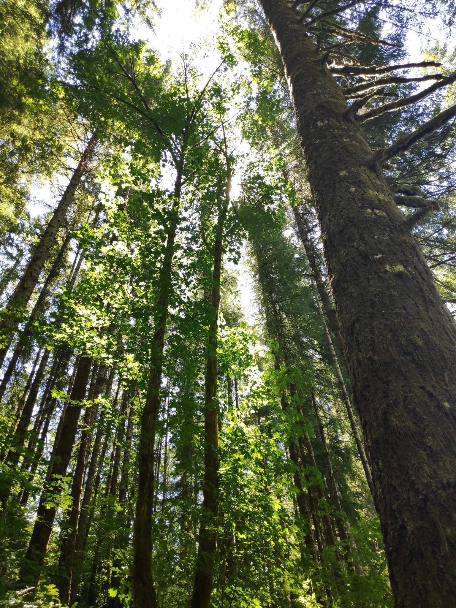 Looking up at tall, sunlit trees with bright green leaves in a forest. - Wilson River Trail – Tillamook State Forest