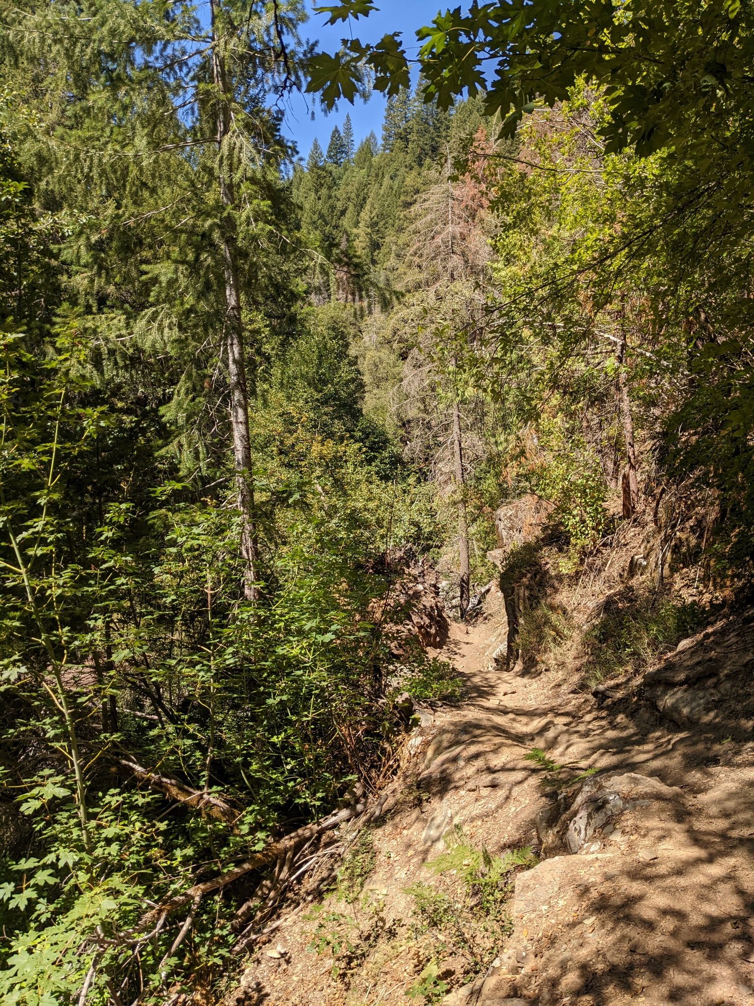 Sunny dirt trail winding through a dense, green, tree-covered forest. - Downie River – Downieville loop from Downieville
