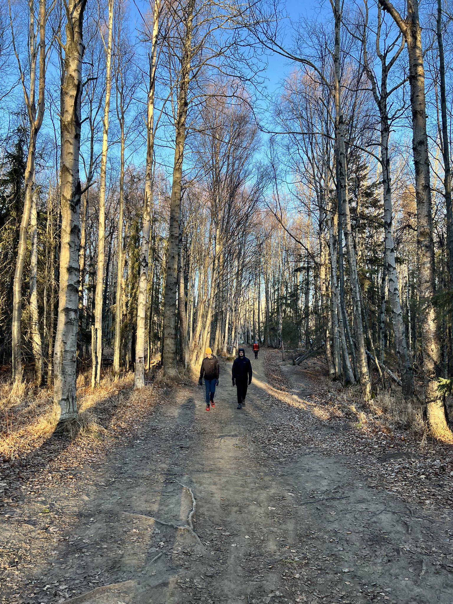 Two people walk on a sunny forest path lined with tall, bare trees. - Bowling Alley Loop