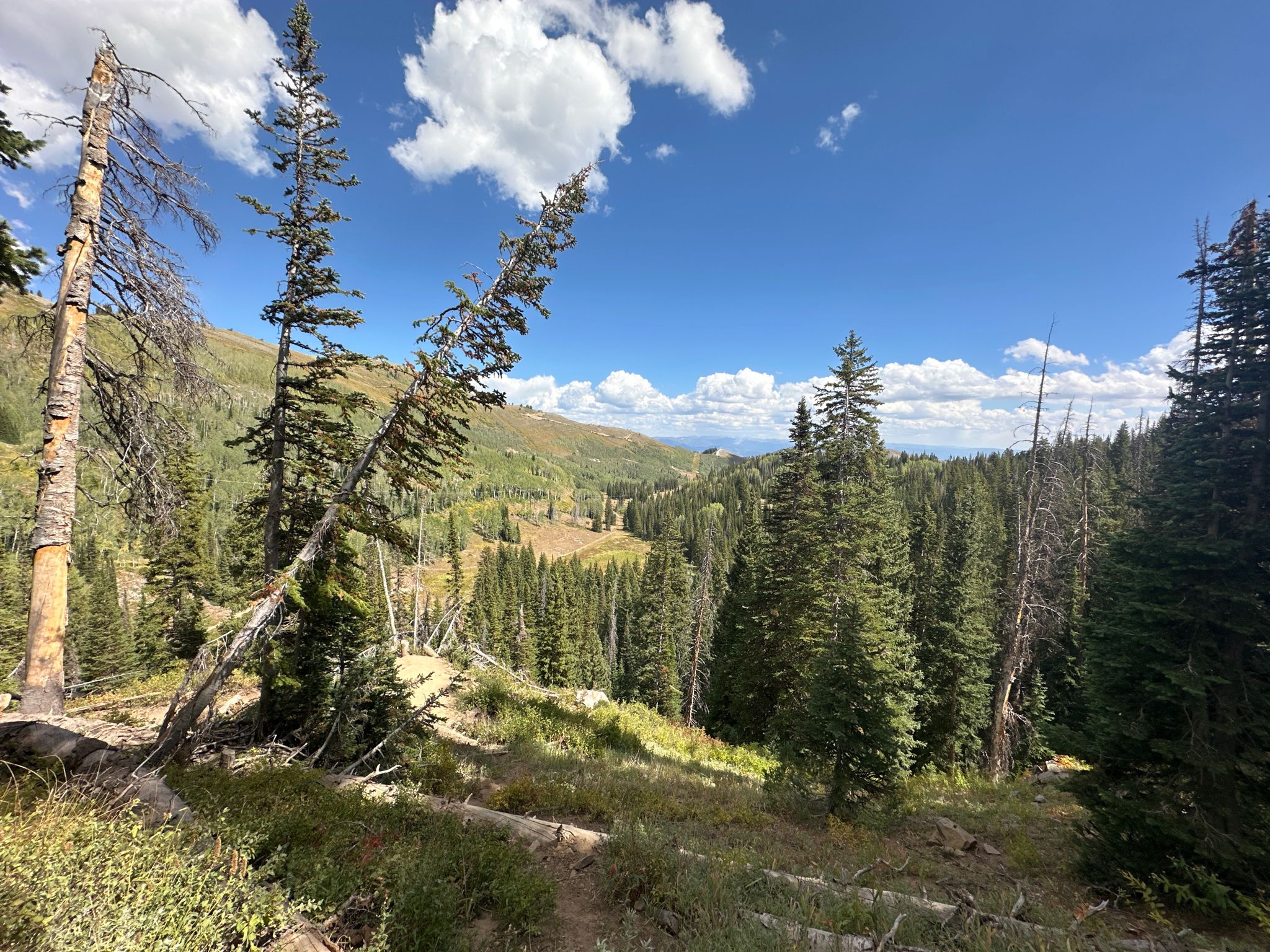 A panoramic view of a green mountain valley with pine trees under a blue sky. - Bloods Lake loop from Cloud Rim Camp Safety Exclusion Zone