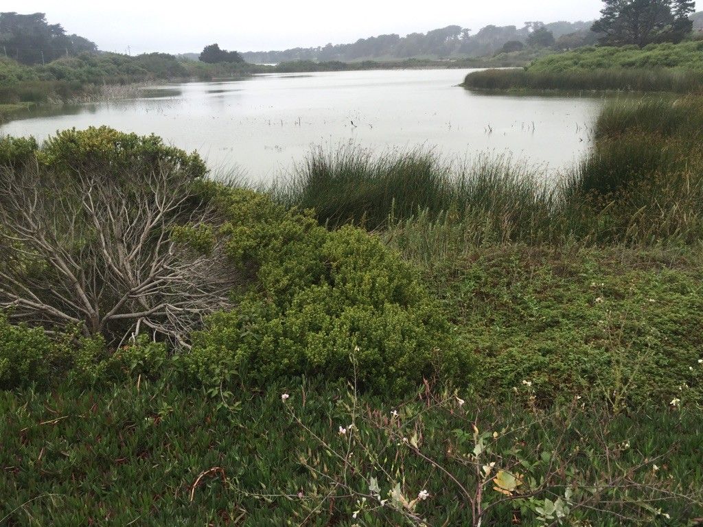 Calm lake surrounded by dense green and brown marshland on an overcast day. - Lake Merced Bike Path, Centennial Trail & Sister Cities Park Trail loop