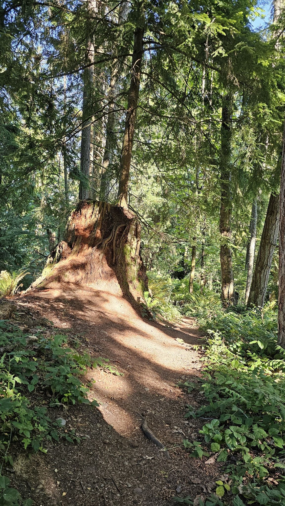 Sunlit dirt path next to a large tree stump in a green forest. - Talus Bridge Trail