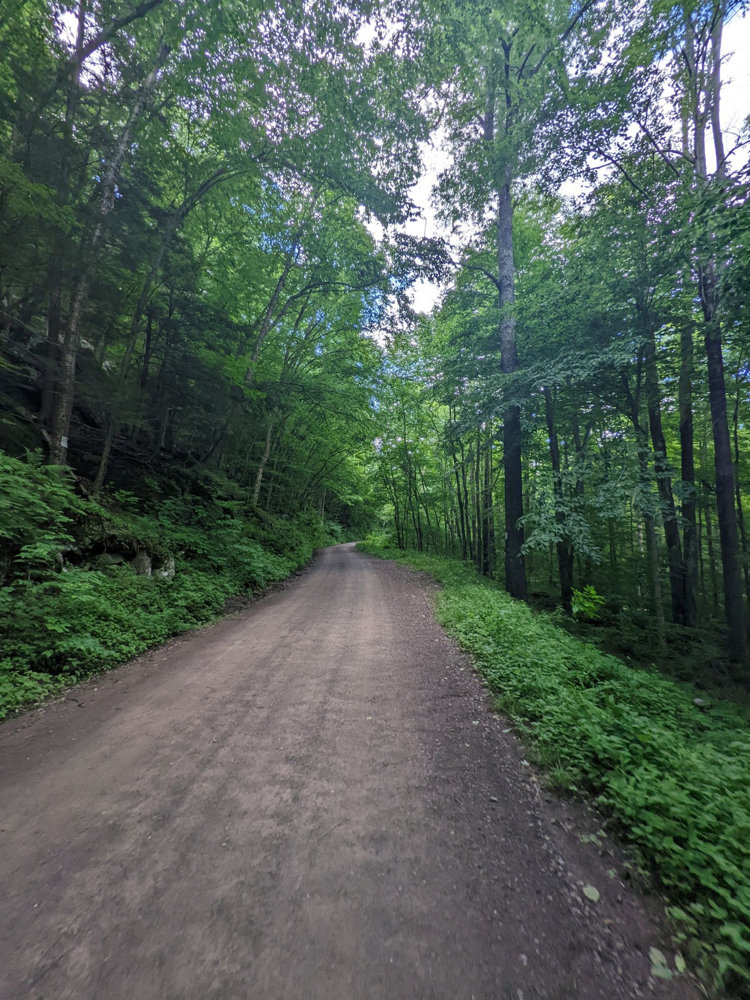 A dirt road through a lush green forest under an overcast sky. - Loyalsock Canyon Vista – Loyalsock Creek swim spot loop from Worlds End State Park