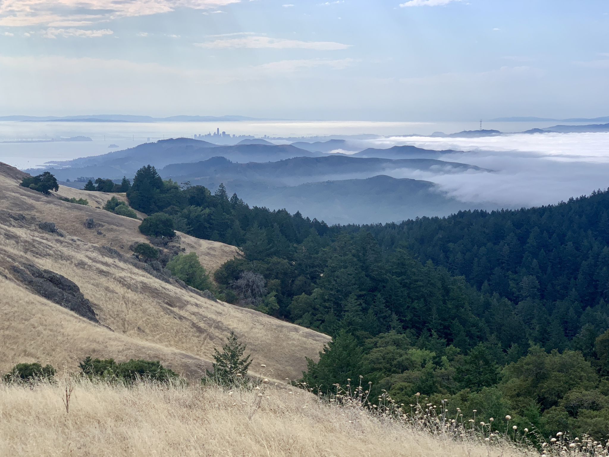 Rolling hills with dry grass and evergreen trees, fog covering valleys. - Matt Davis to Bootjack Loop Trail
