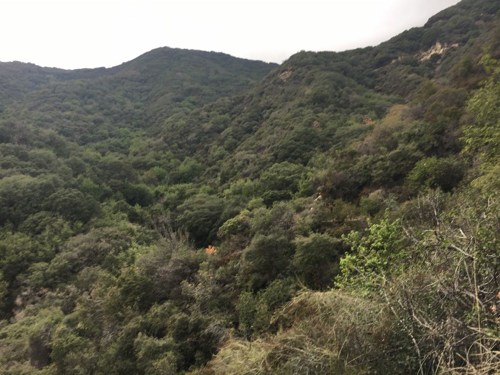 Dense green forest covers rolling mountains under an overcast sky. - Upper and Lower Winter Creek Trail Loop