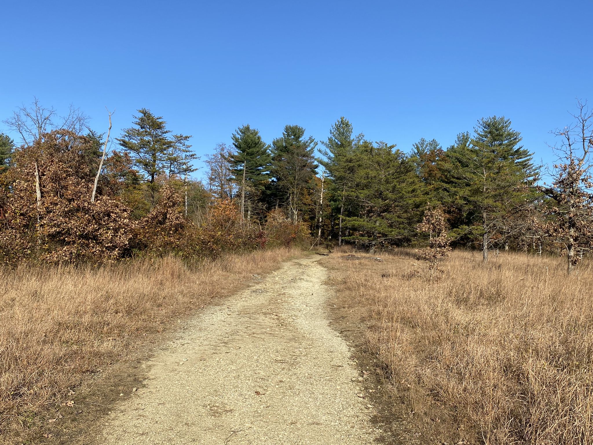 A wide gravel path leads through a dry grassy field towards a forest. - Willisbrook Preserve Red Trail