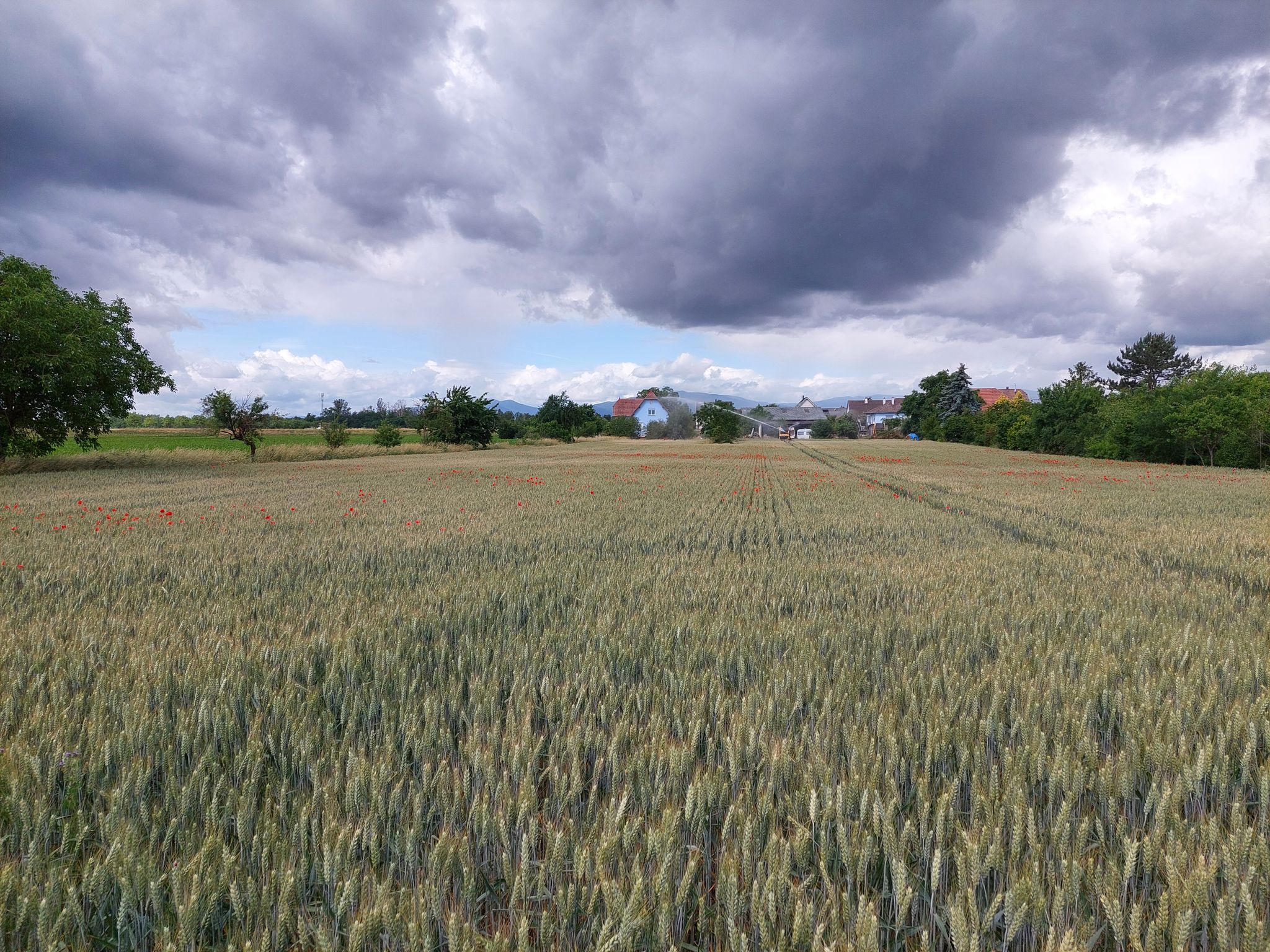 Kornfeld mit vereinzelten roten Klatschmohnblüten bei Hirzfelden hinter dem Vieux Canal
