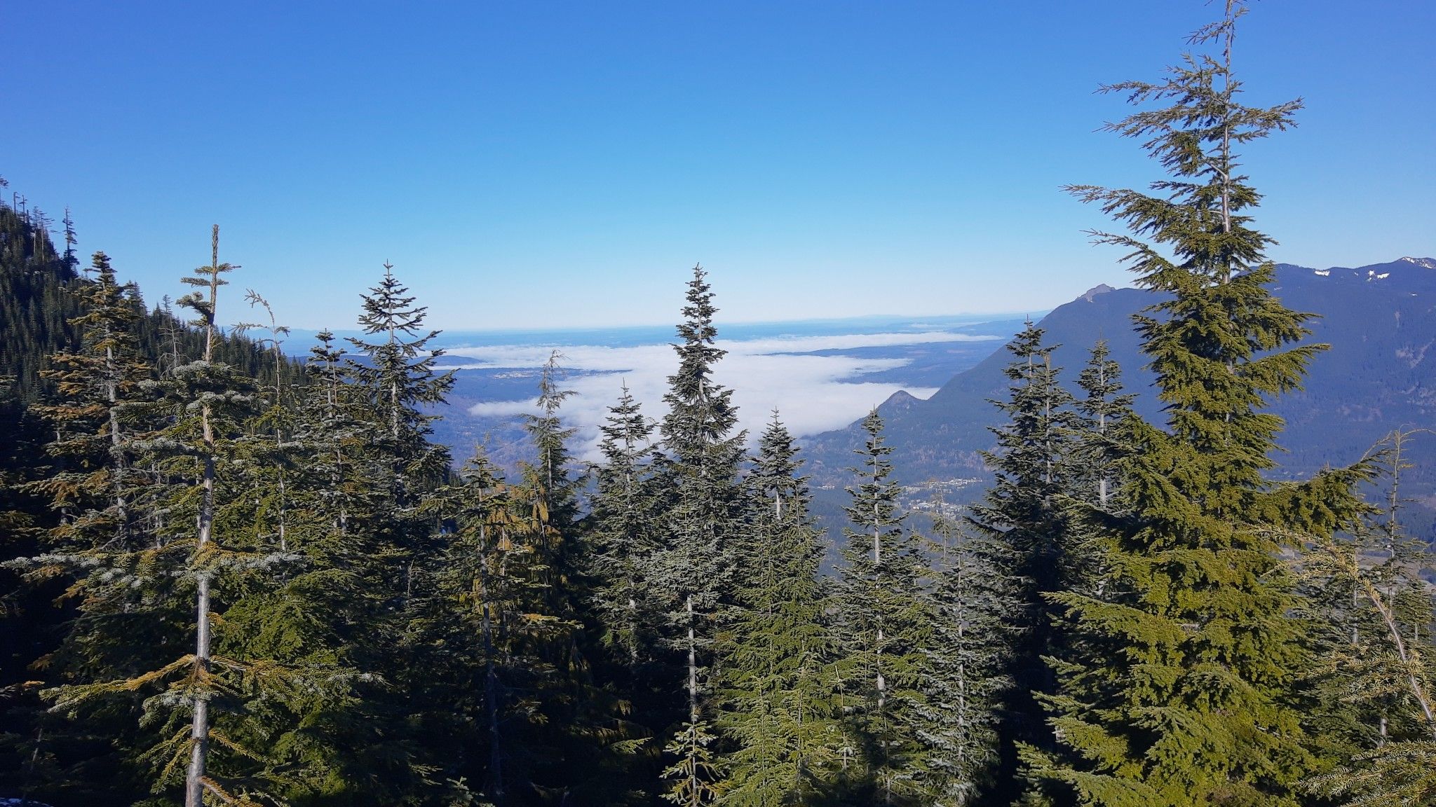 Mountain peaks and evergreen trees rise above a valley filled with clouds. - Actual Cave – Mount Washington Summit loop from Homestead Valley Trailhead