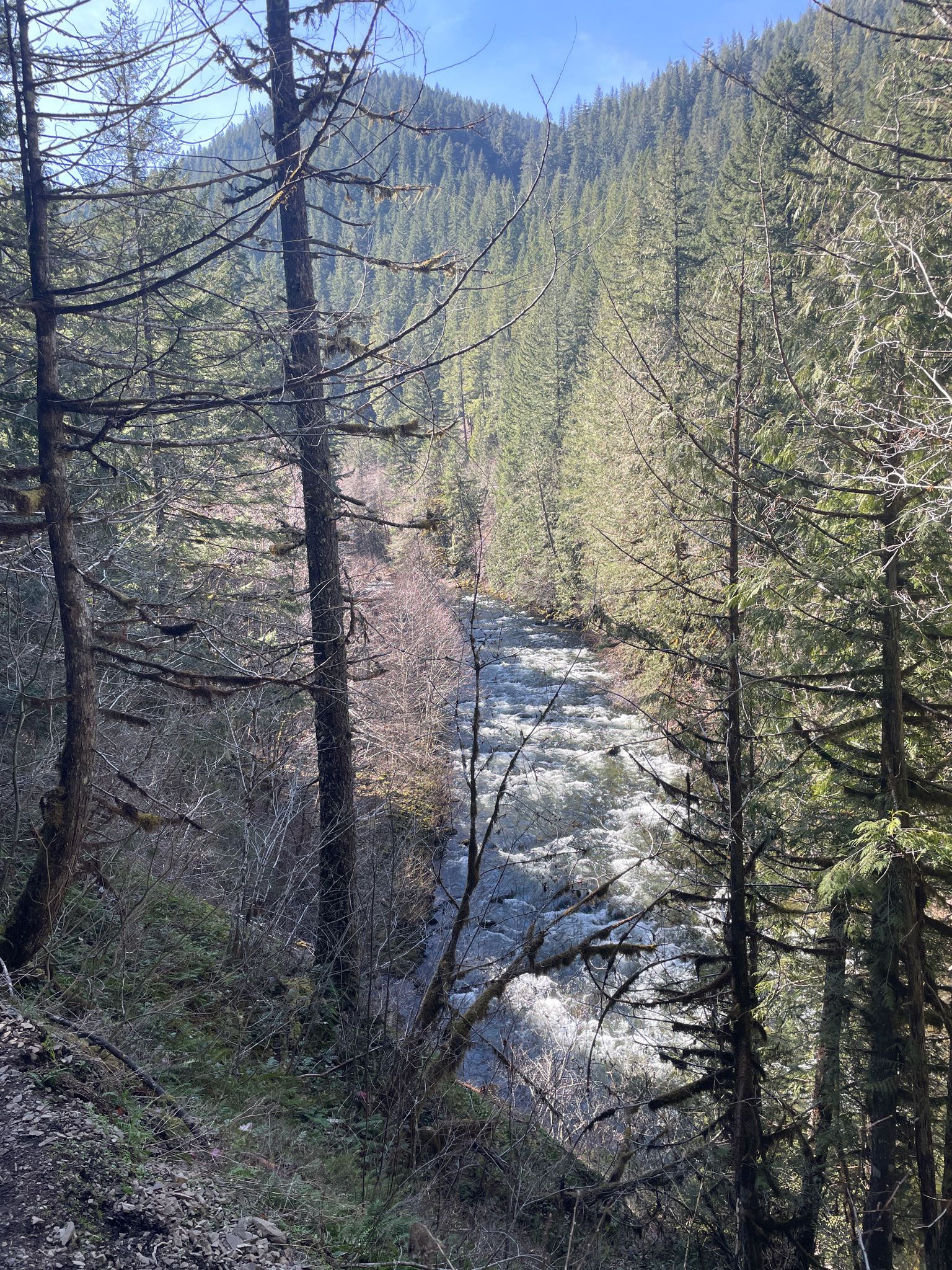 A bright river flows through a dense, sunlit forest canyon. - Salmon River Trail