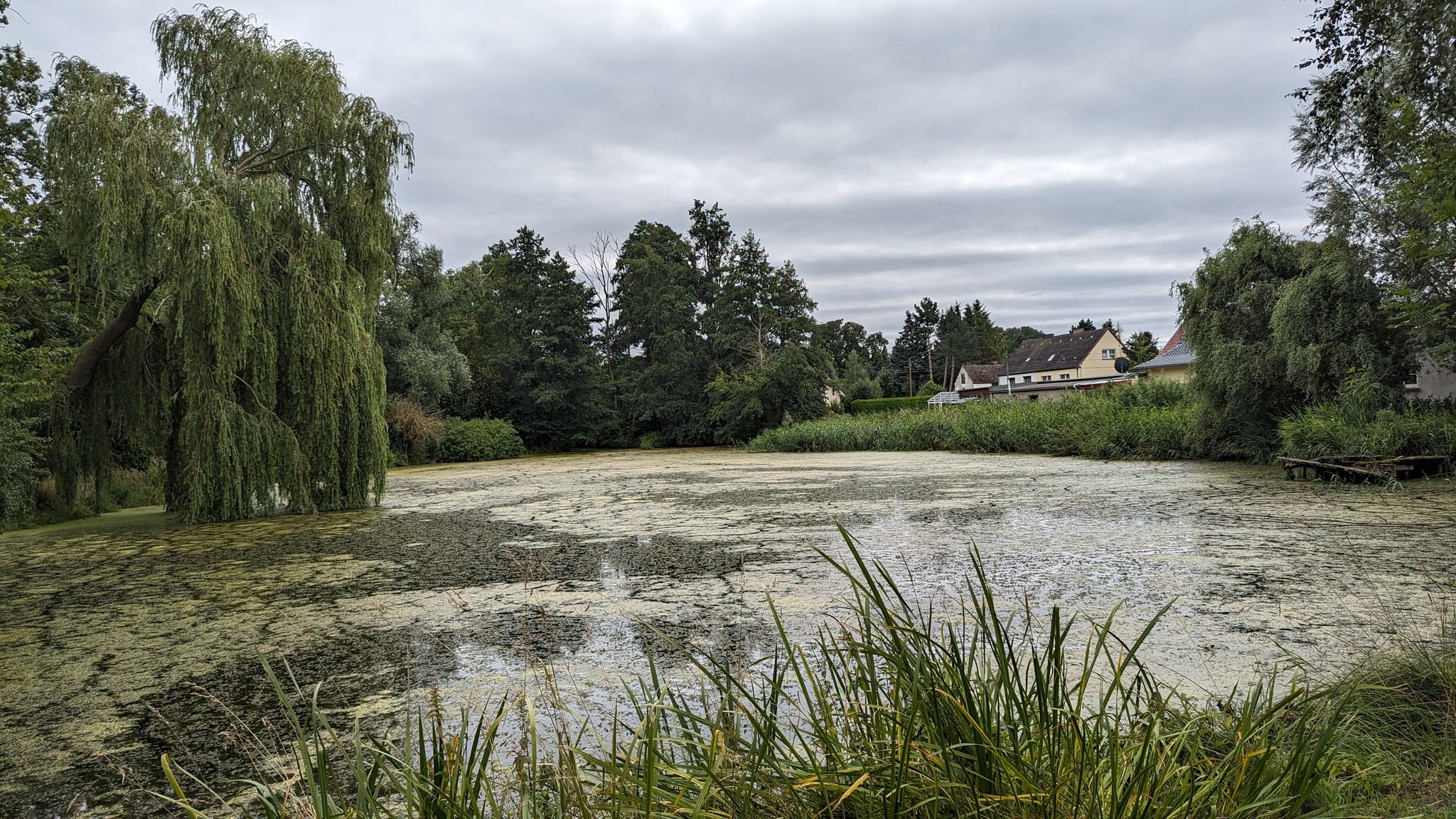 Dorfteich