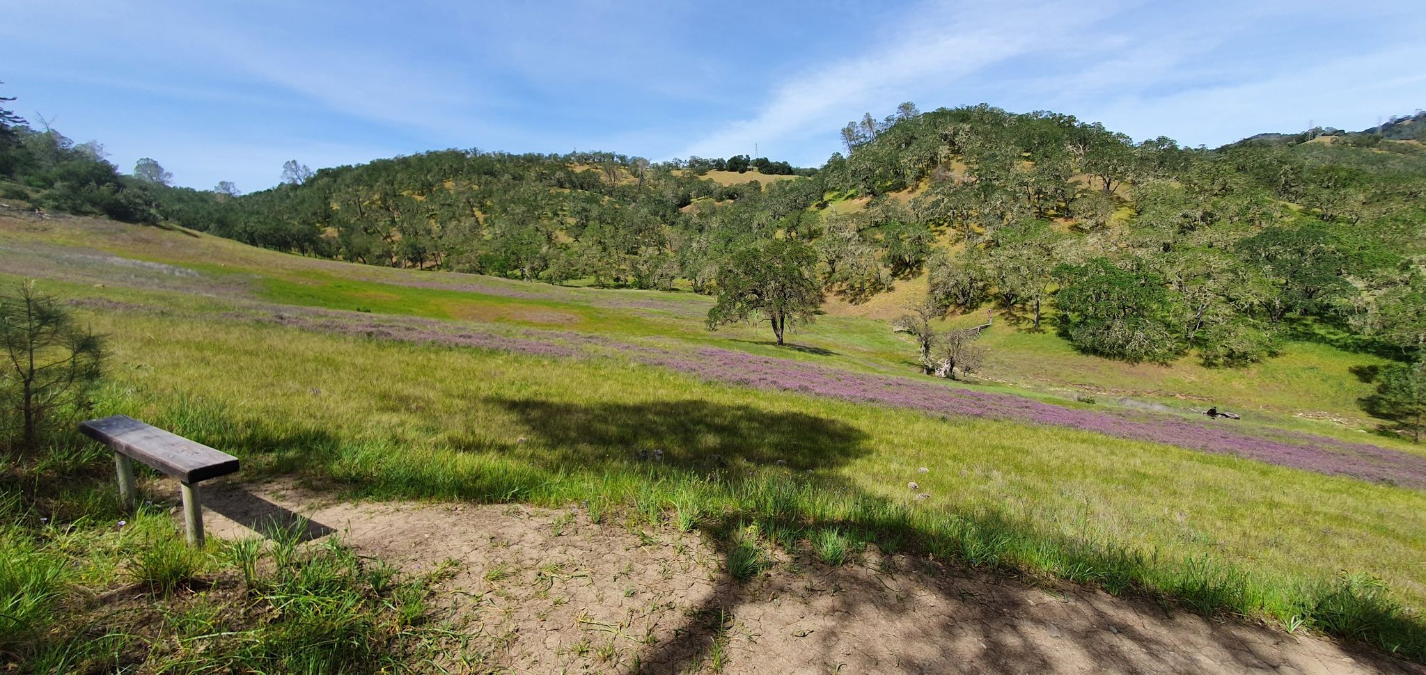 Sunny hillside with a dirt path, green grass, scattered trees, and a wooden bench. - Conn Peak via Alta Hennessey and Shoreline Loop