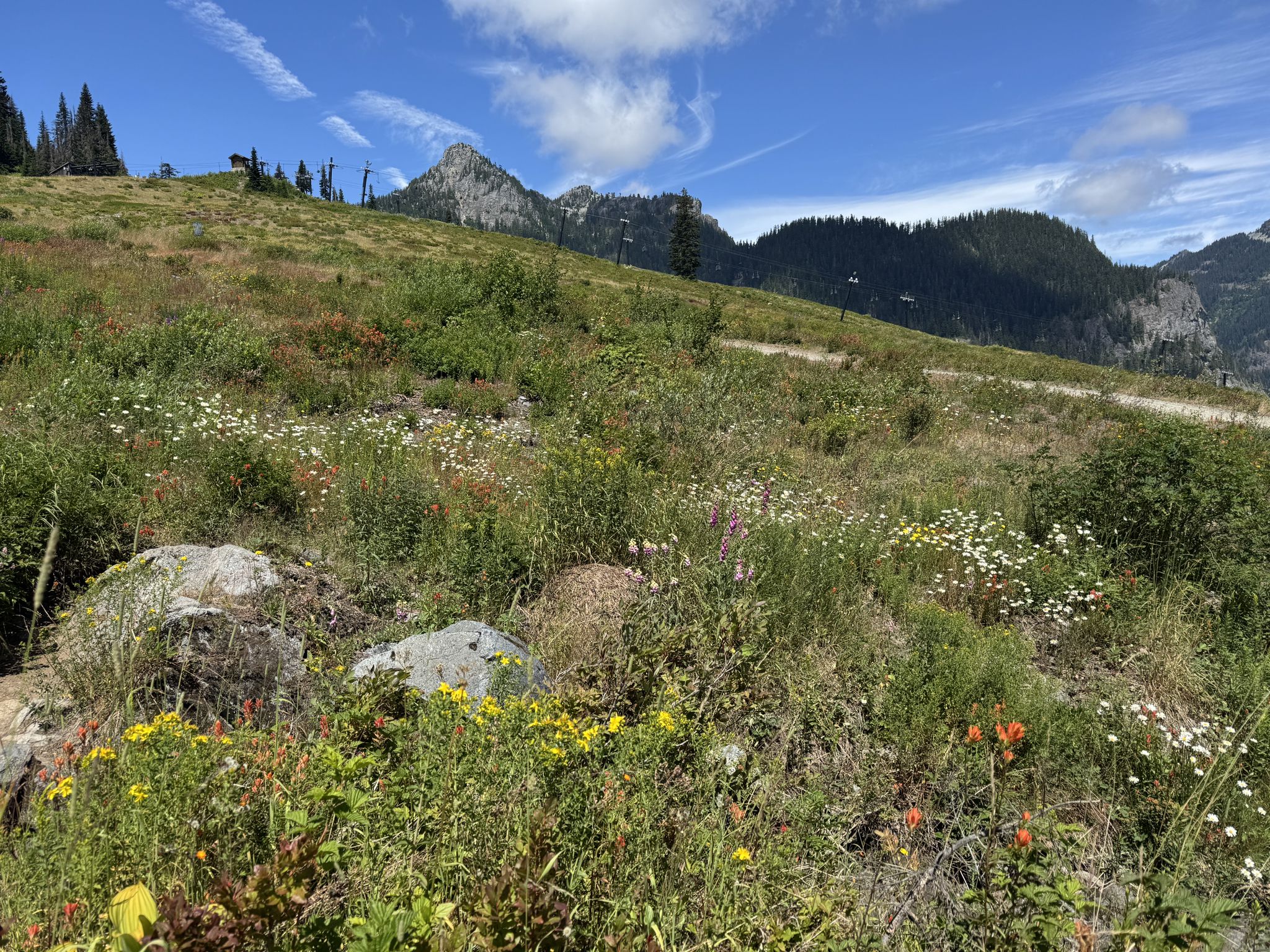 Sunny hillside covered in colorful wildflowers and green grass with distant mountains. - Beaver Lake – Alpenhaus Lodge loop from Snoqualmie Pass