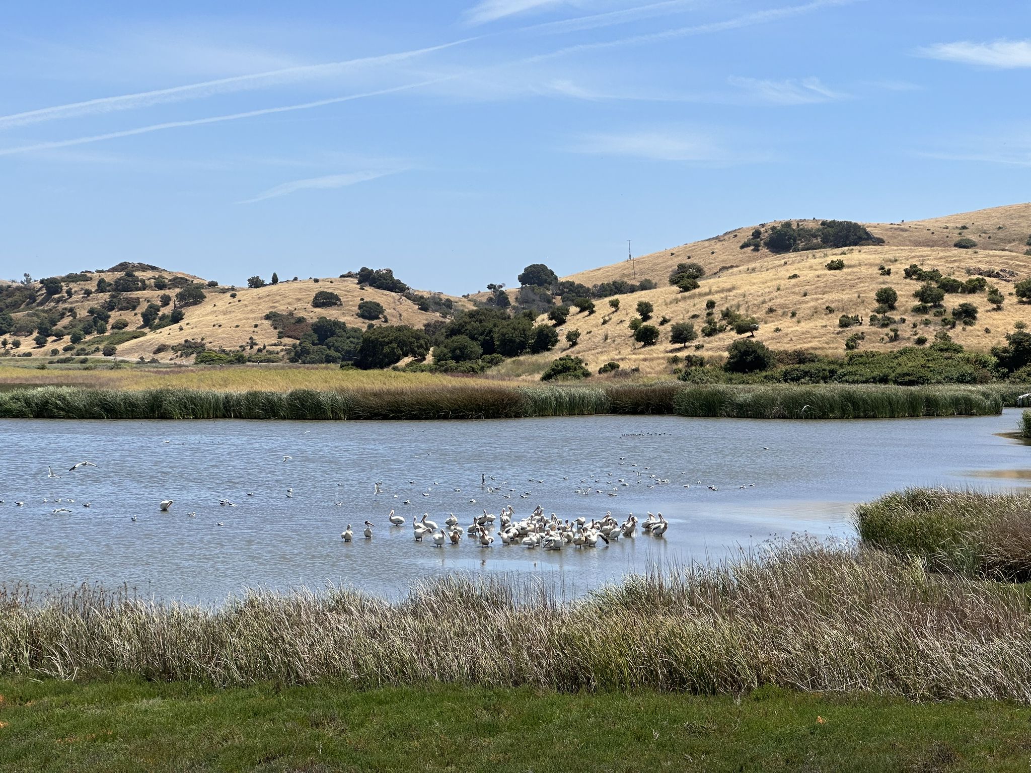 Flock of birds in calm water, with golden hills and green reeds. - Alameda Creek Trail – Bayview Trail Observation Deck loop from Arden