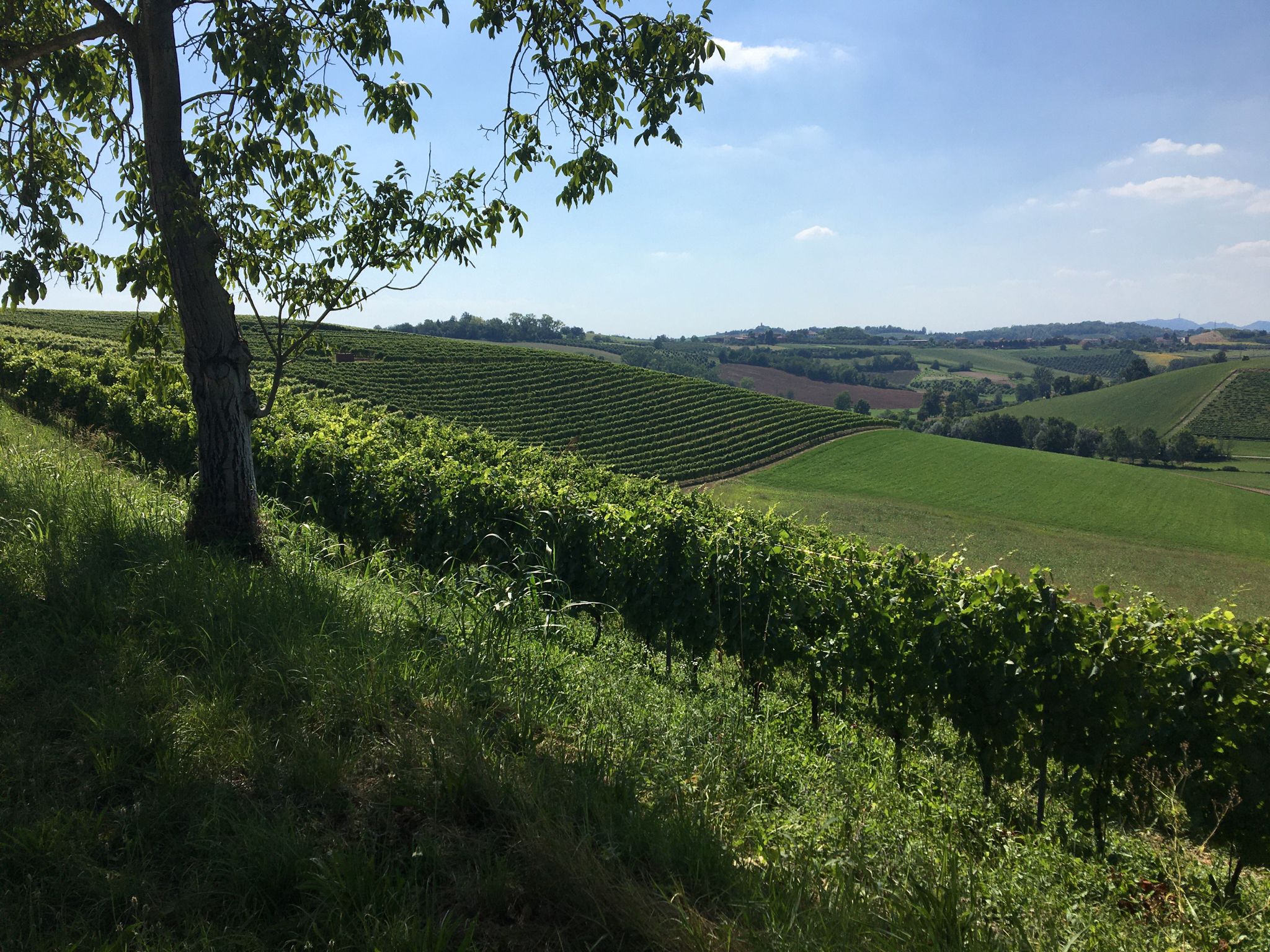 Vigneti