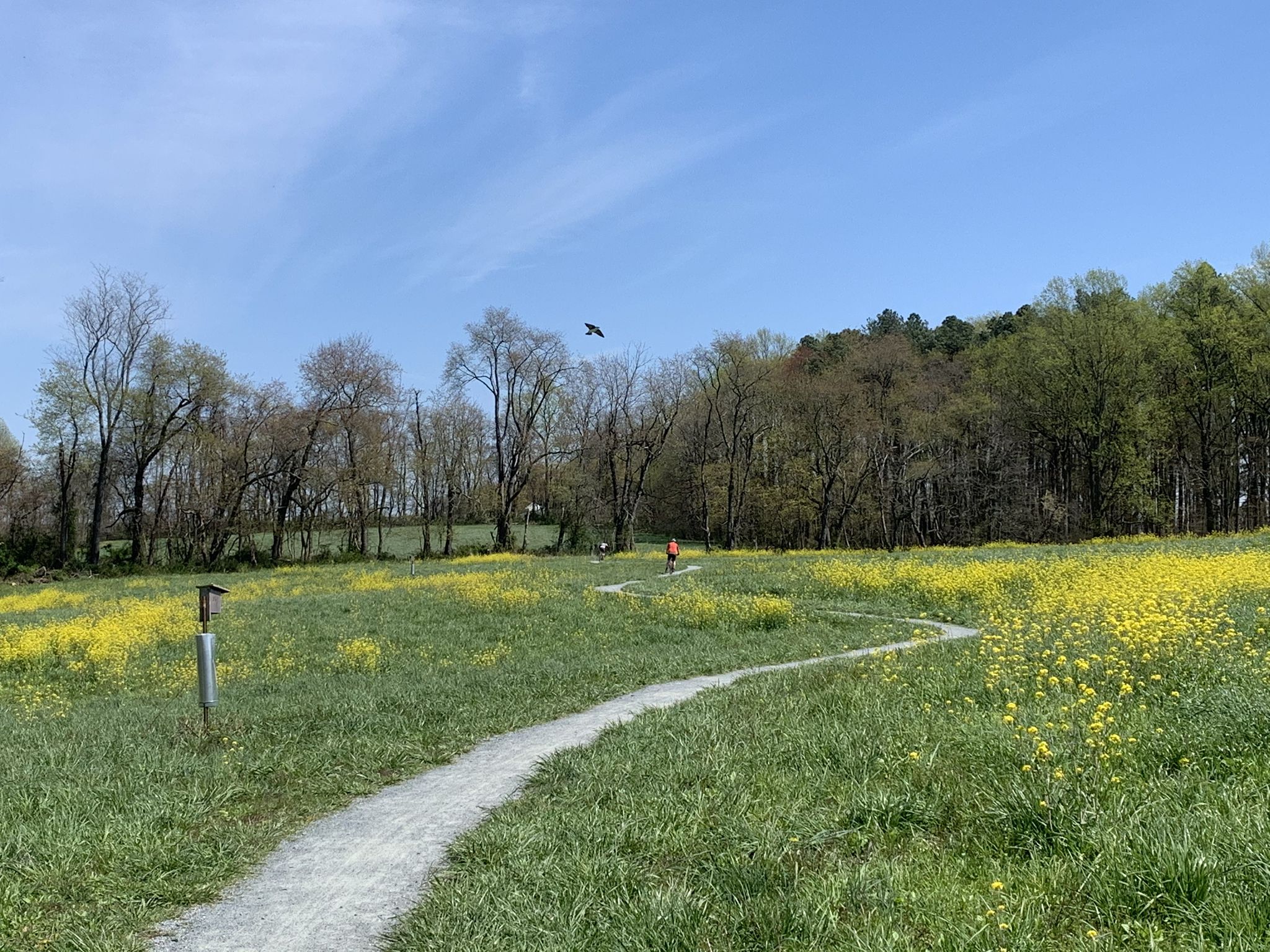 Winding path through a sunny field of yellow flowers with distant people. - 10 Mile Loop