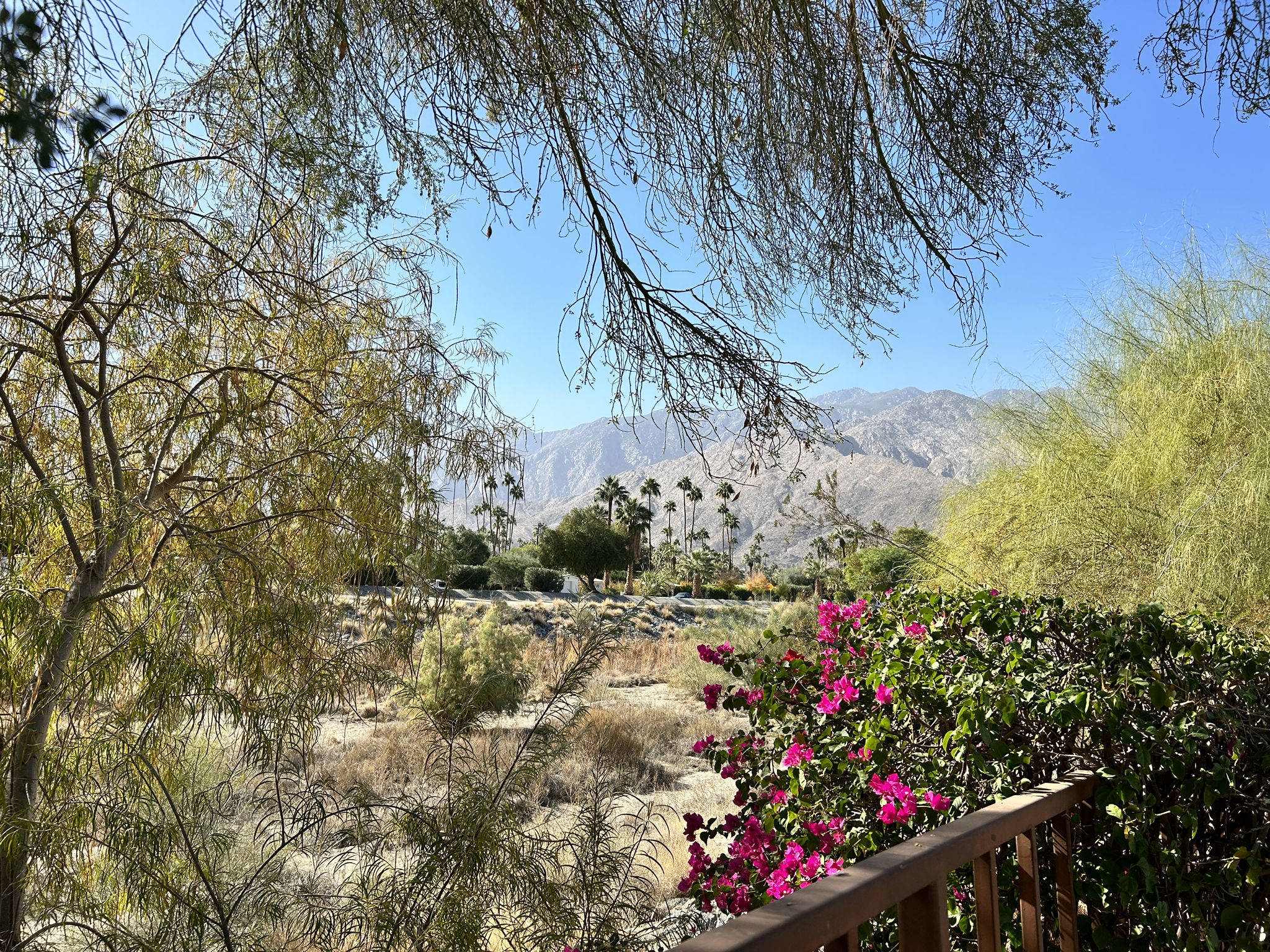 Mountain view through leafy branches, with desert vegetation and pink flowers. - Tahquitz Creek Footbridge and Trail
