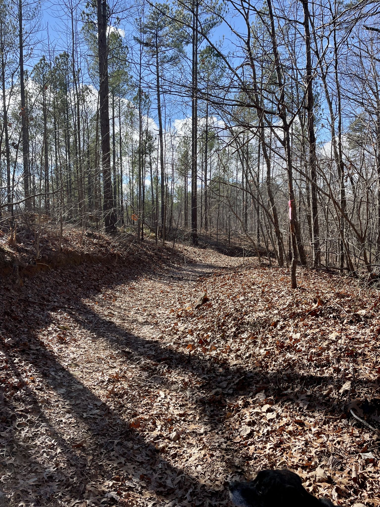 A sunlit forest path covered in fallen leaves, with tall bare trees. - Contentment Falls to Train Trestle Trail