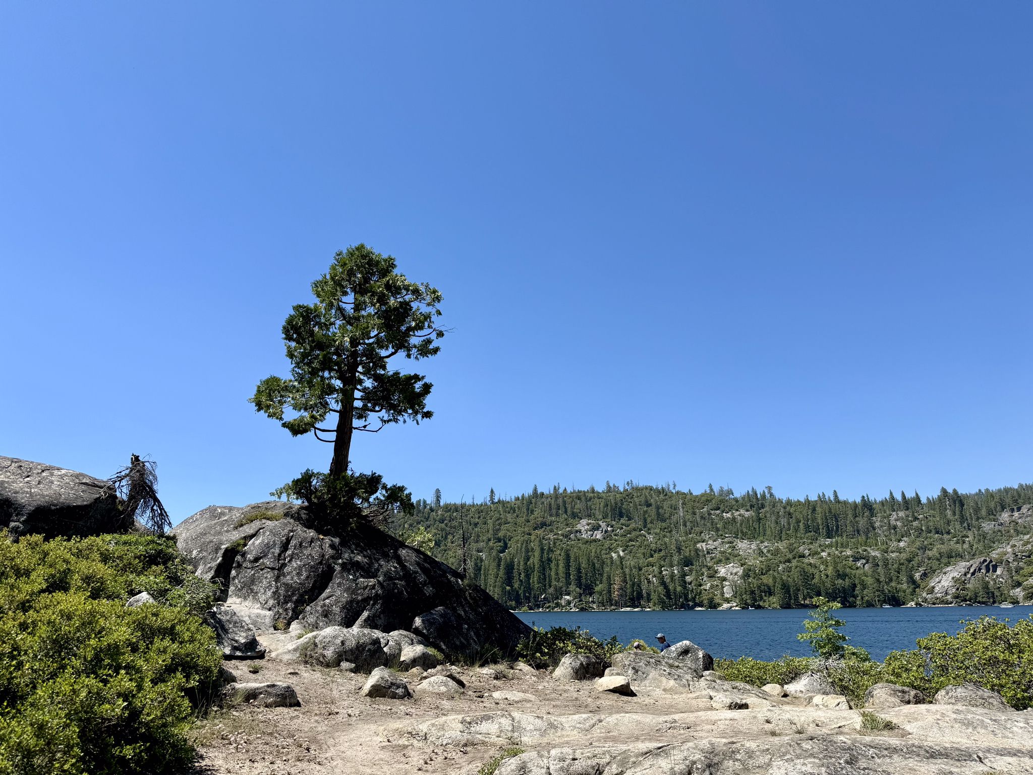 Lone pine tree on a rocky outcrop overlooking a blue lake. - Pinecrest Lake Trail – Pinecrest General Store loop from Strawberry