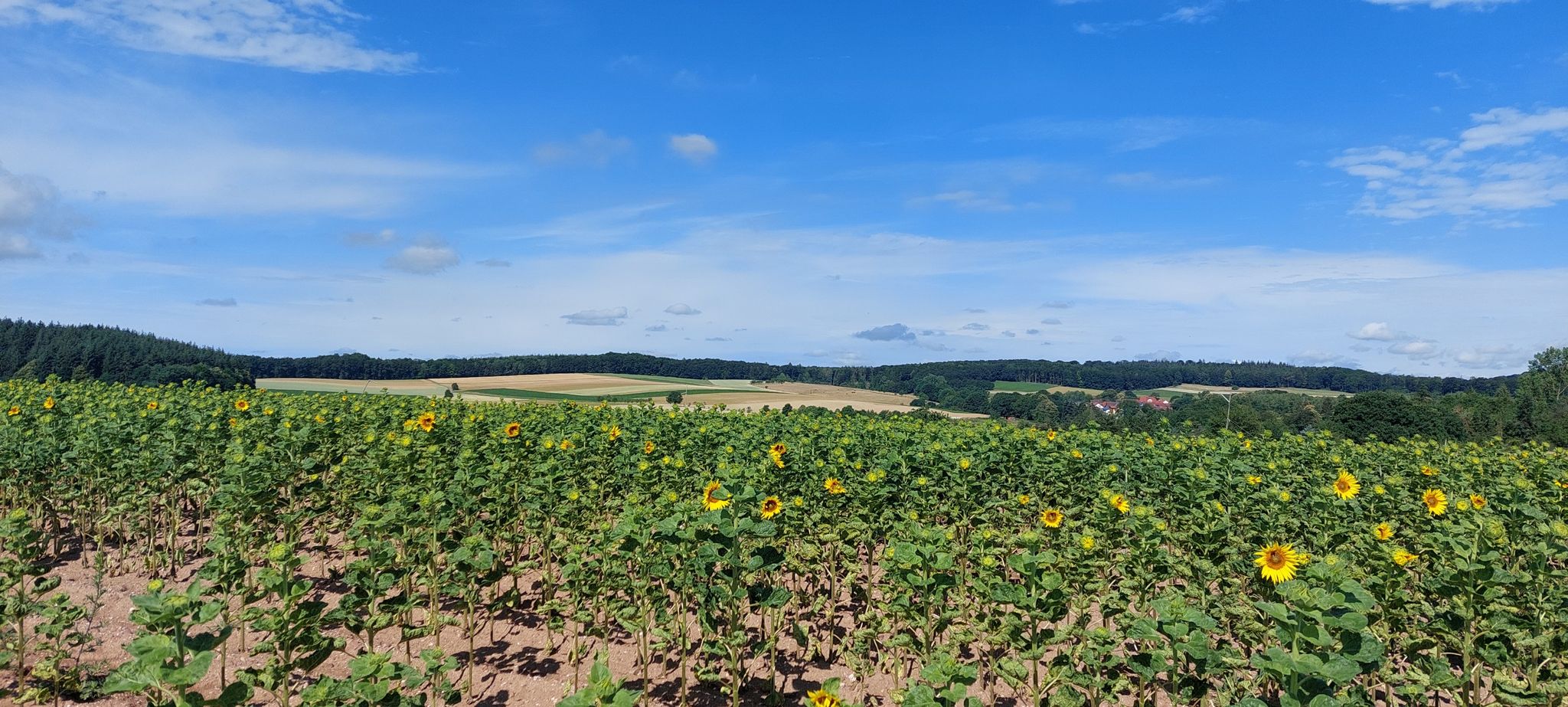 Sonnenblumen und Panorama