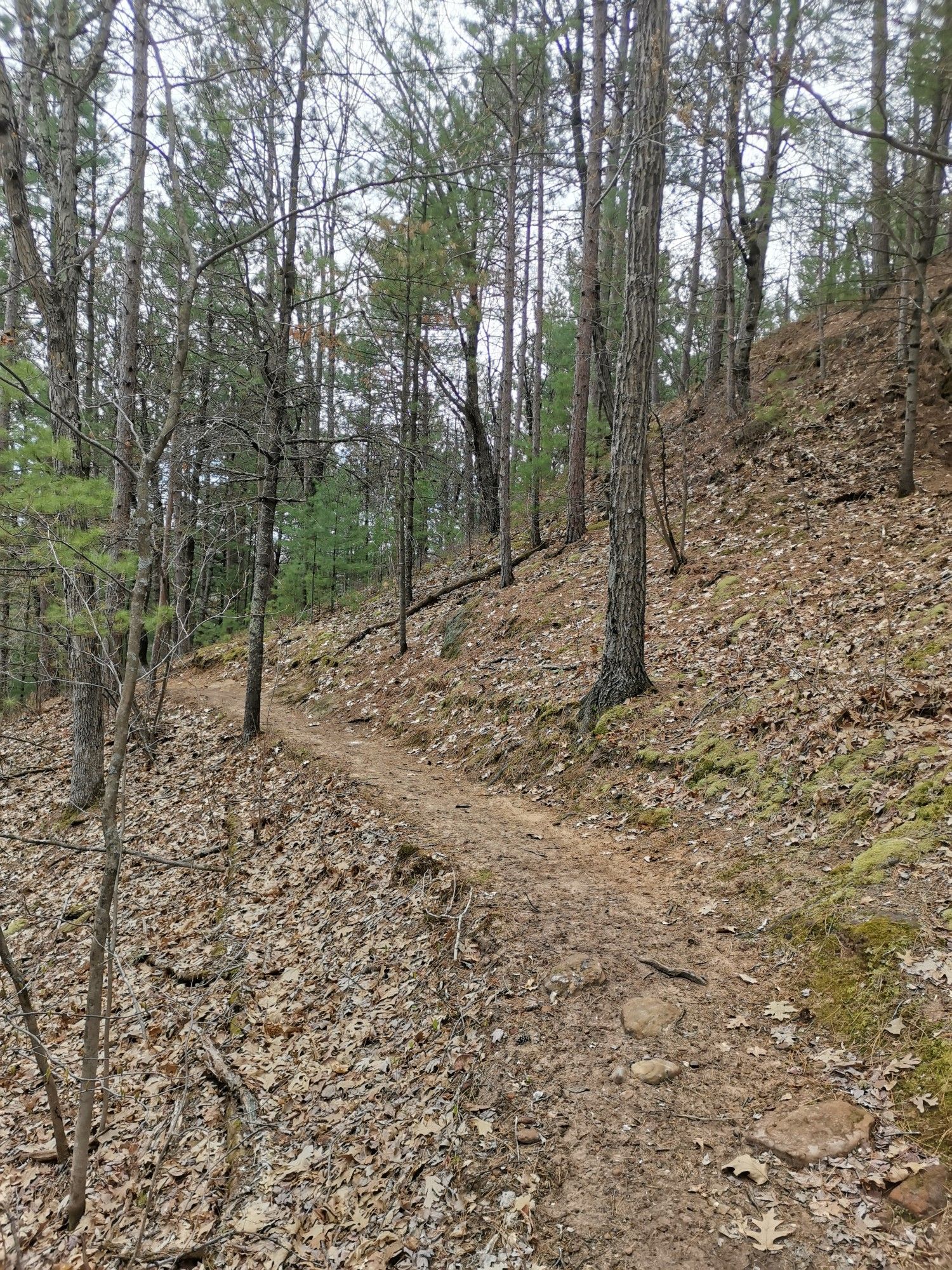 A winding dirt trail ascends a forested hillside under an overcast sky. - Levis Mound loop from Town of Dewhurst
