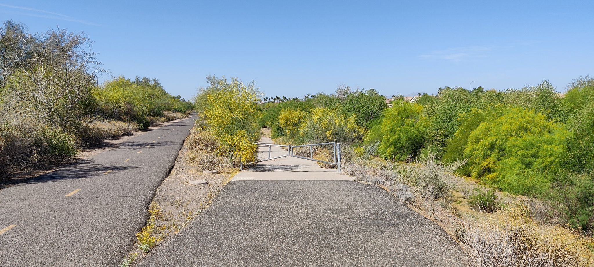 Paved path splitting into two, surrounded by desert scrub under clear sky. - Rio Vista Community Park – State Farm Stadium - Home of the Cardinals loop from Arrowhead Towne Center